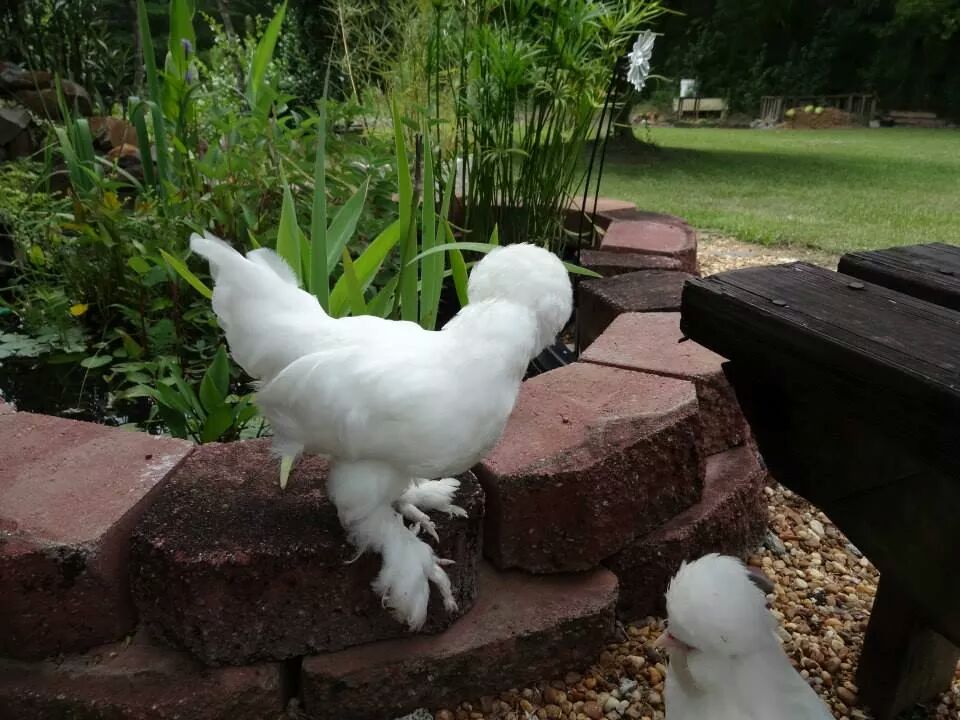 Sultans hen 8 weeks old.