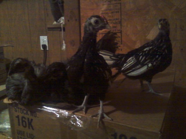 Sumatra and Sebright 2