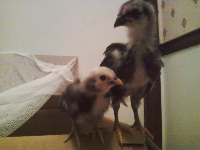 Sumatra and Sebright 4