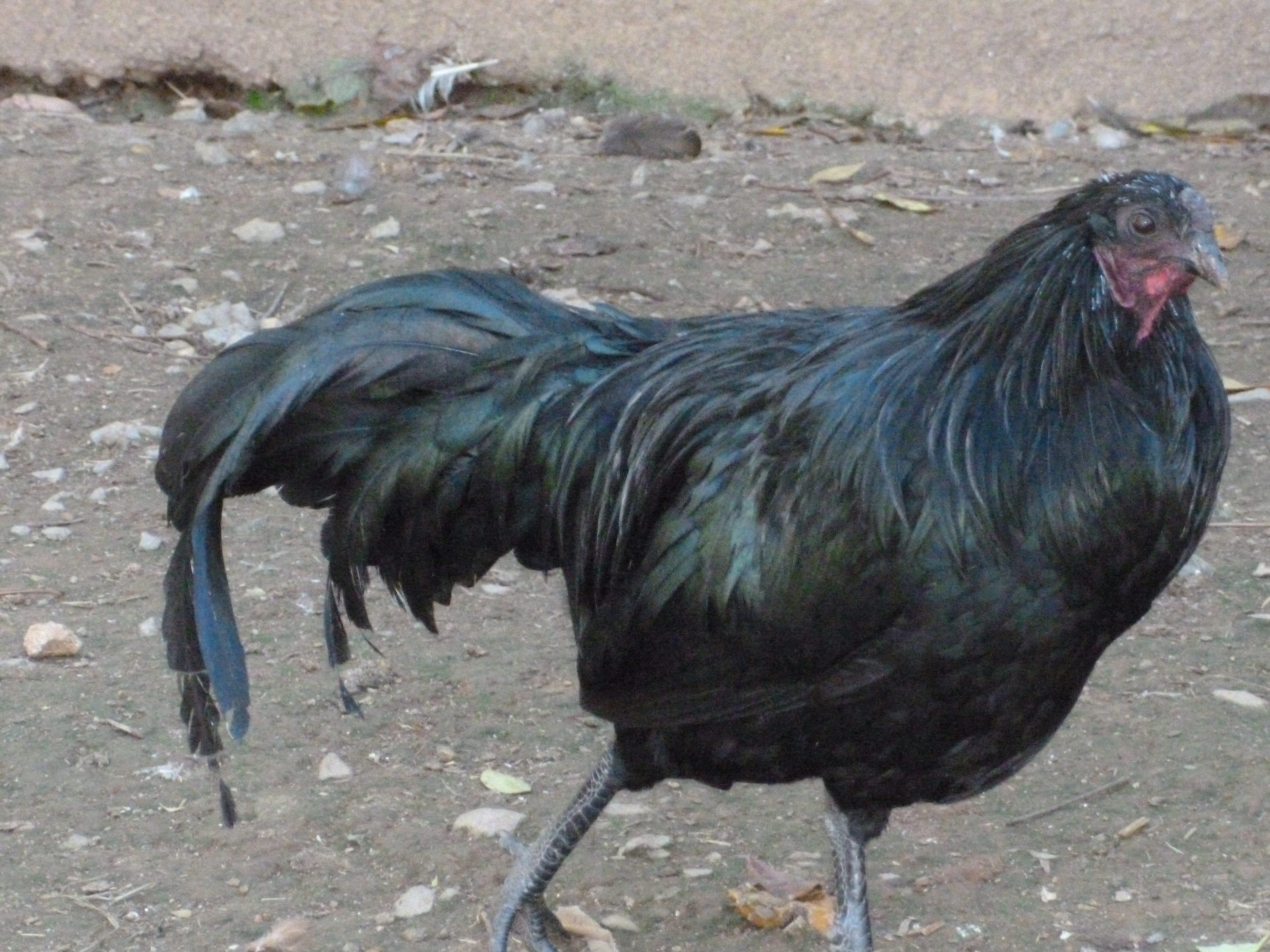 Sumatra game bantam roo. He has a pretty little blue hen. :)