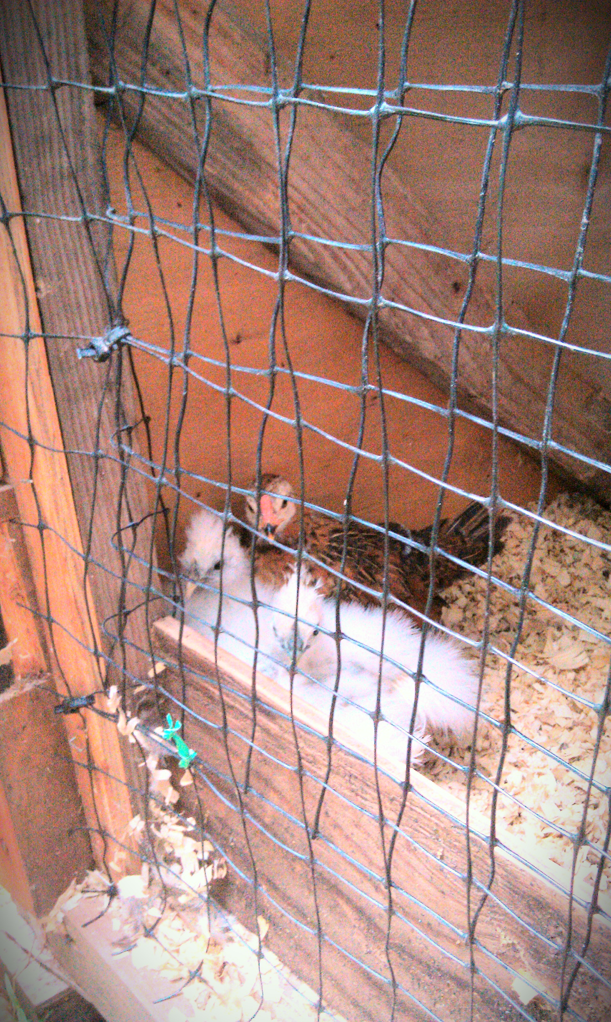 Summer 2014. Chucky, Mr. Fuzzy Pants & Buttercup deciding what they think about coops & big birds.