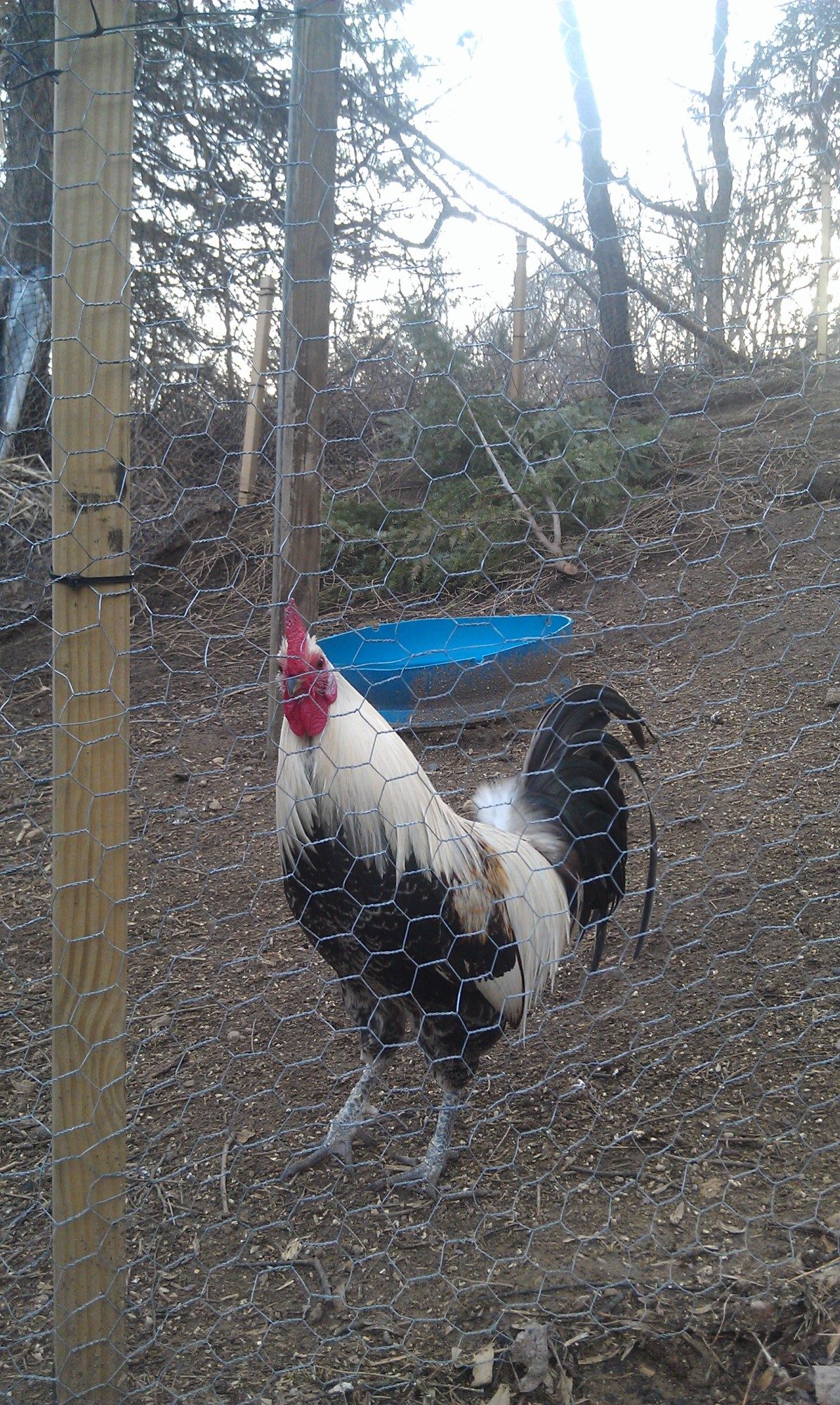 Summer, 2014. Percy, our "something" duckwing old english game roo (bantie, not full size) all grown up. he's about a year old now & proven himself as a very competant baby daddy;)