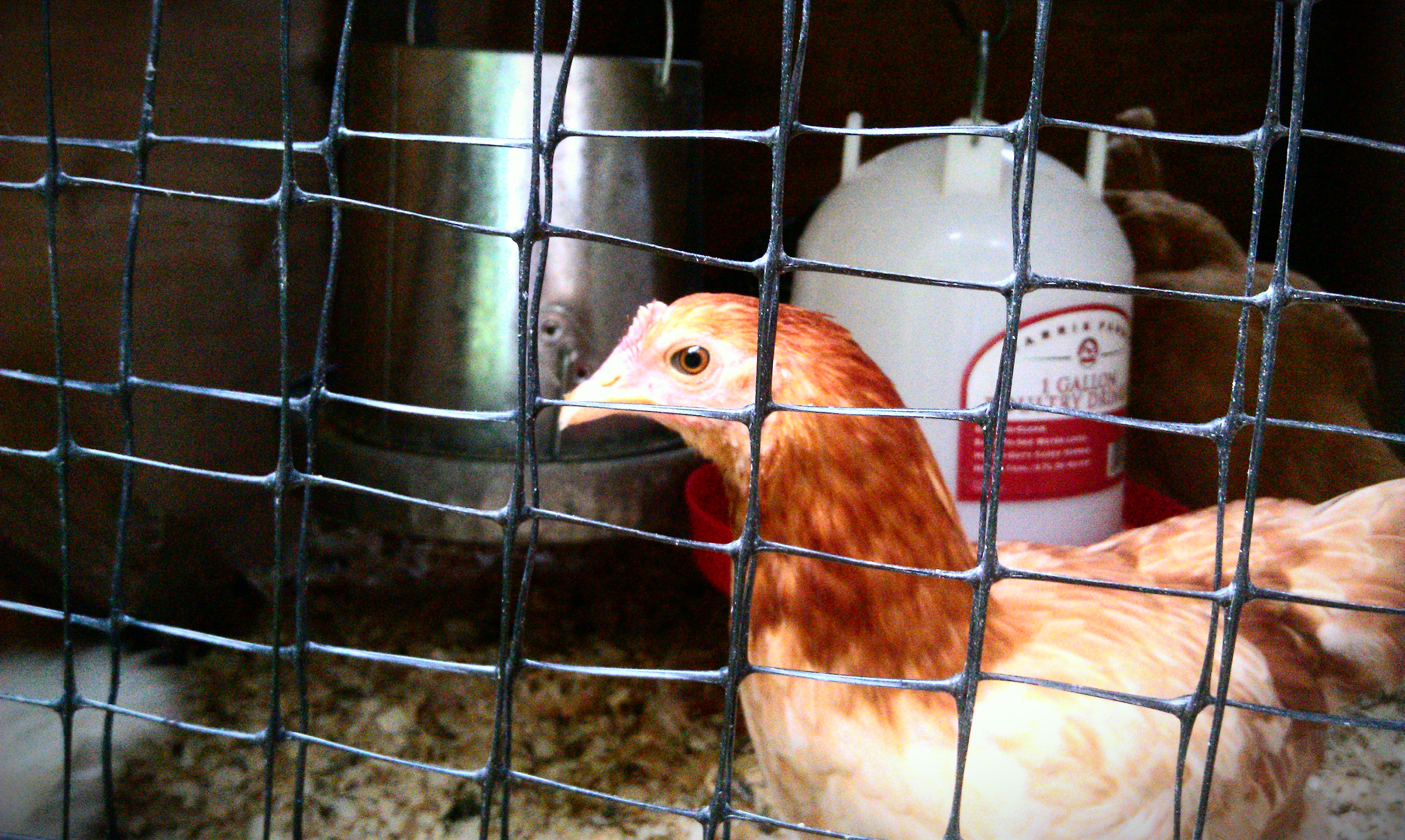 Summer 2014. Sweet Penelope