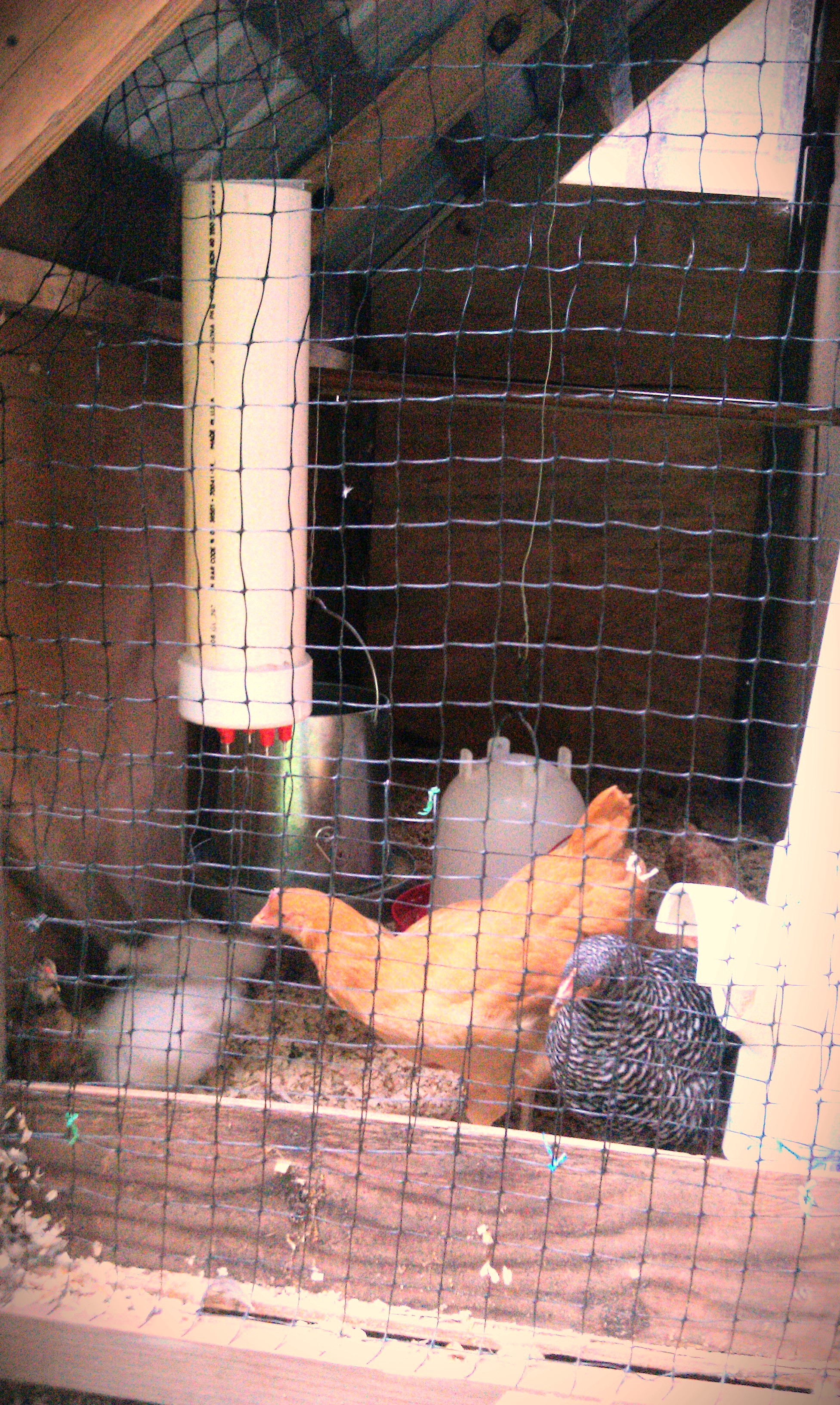 Summer 2014. What are these little white fuzz balls in our coop!!
