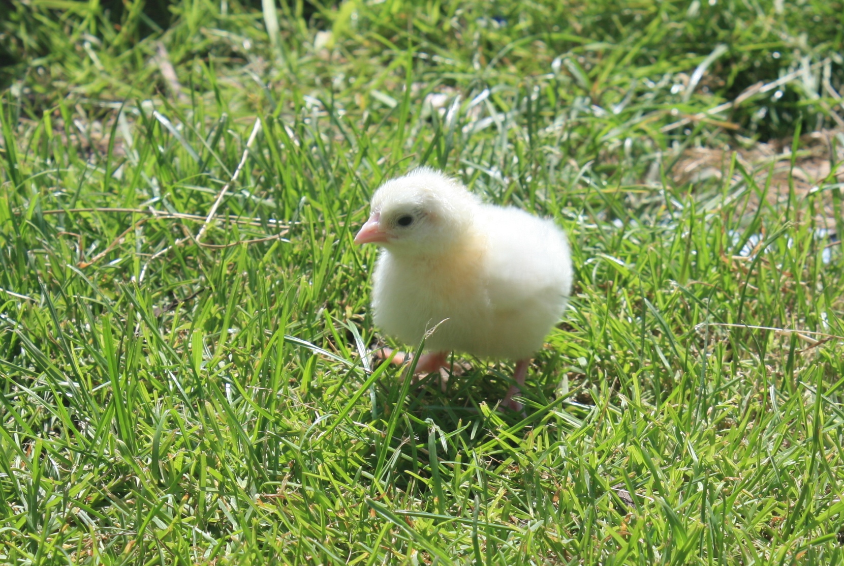 Summer playing out on the lawn for the first time!

White Leghorn, Hatched on the first day of summer.