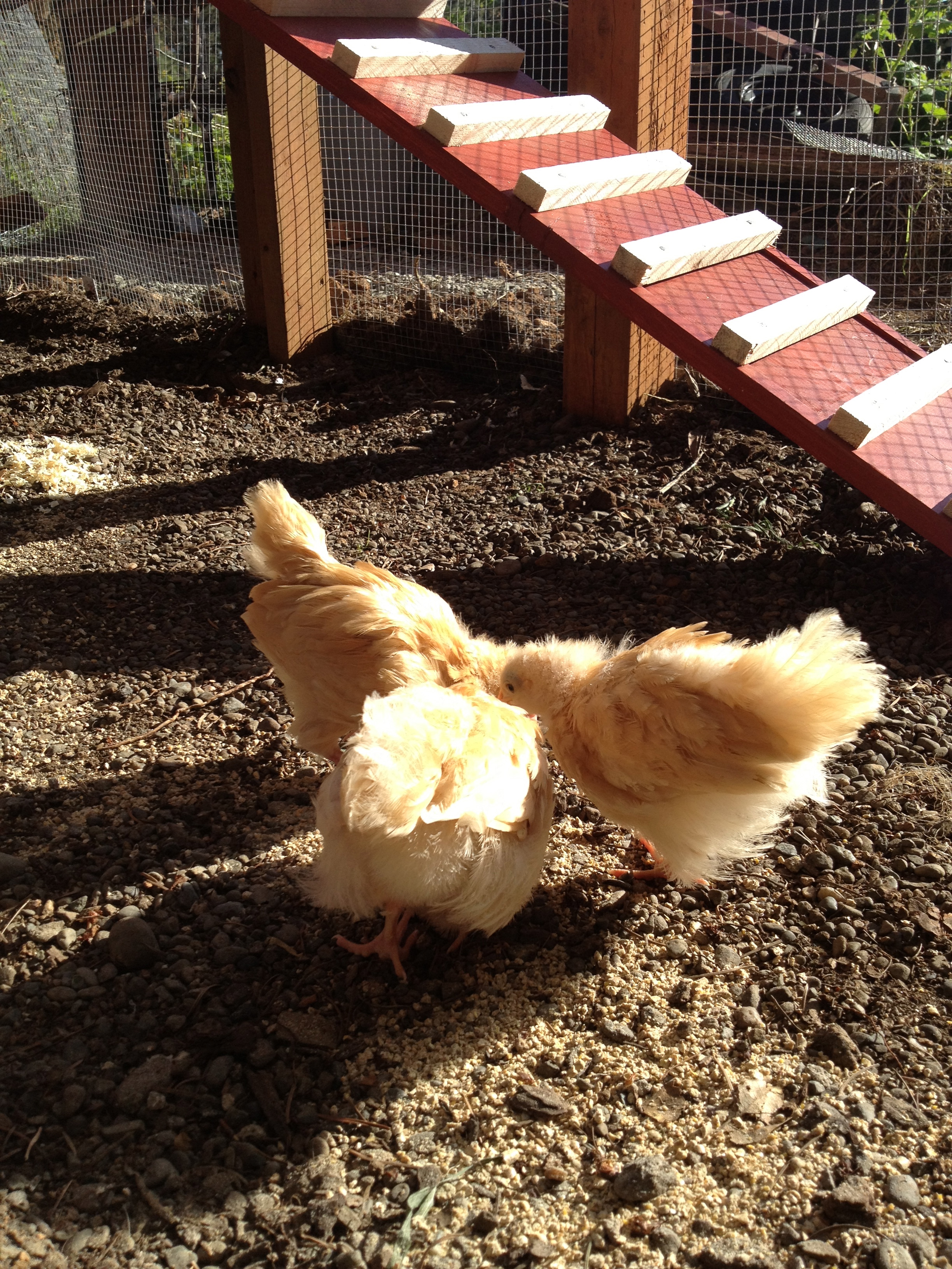 Sun and food= happy chooks!