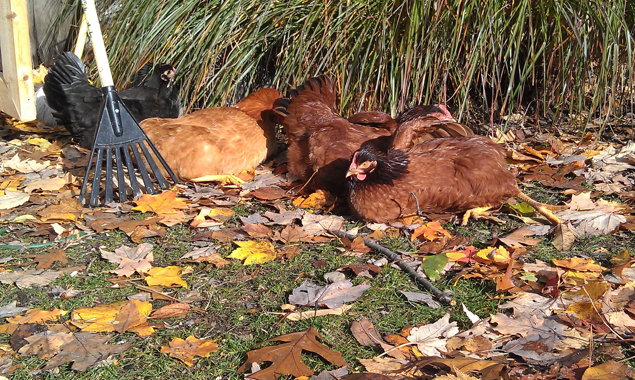 sun bathing