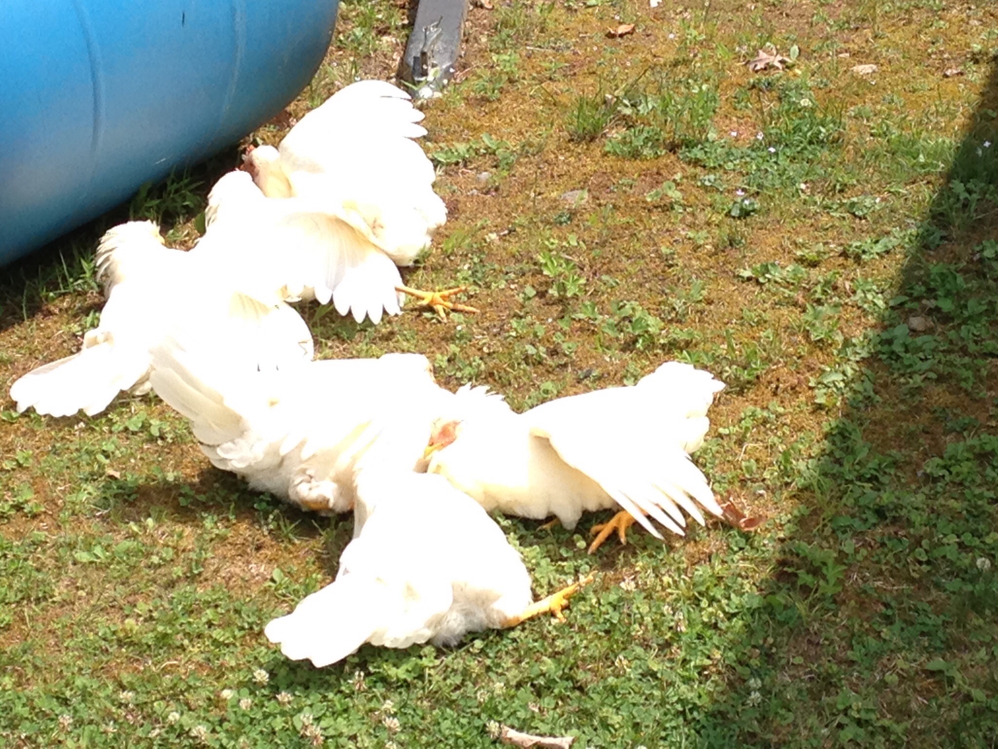 Sun tanning