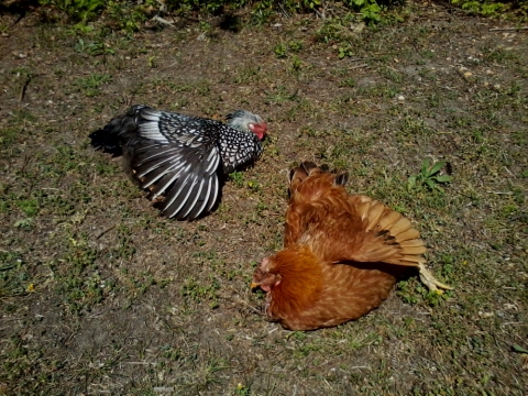 Sun worshiping