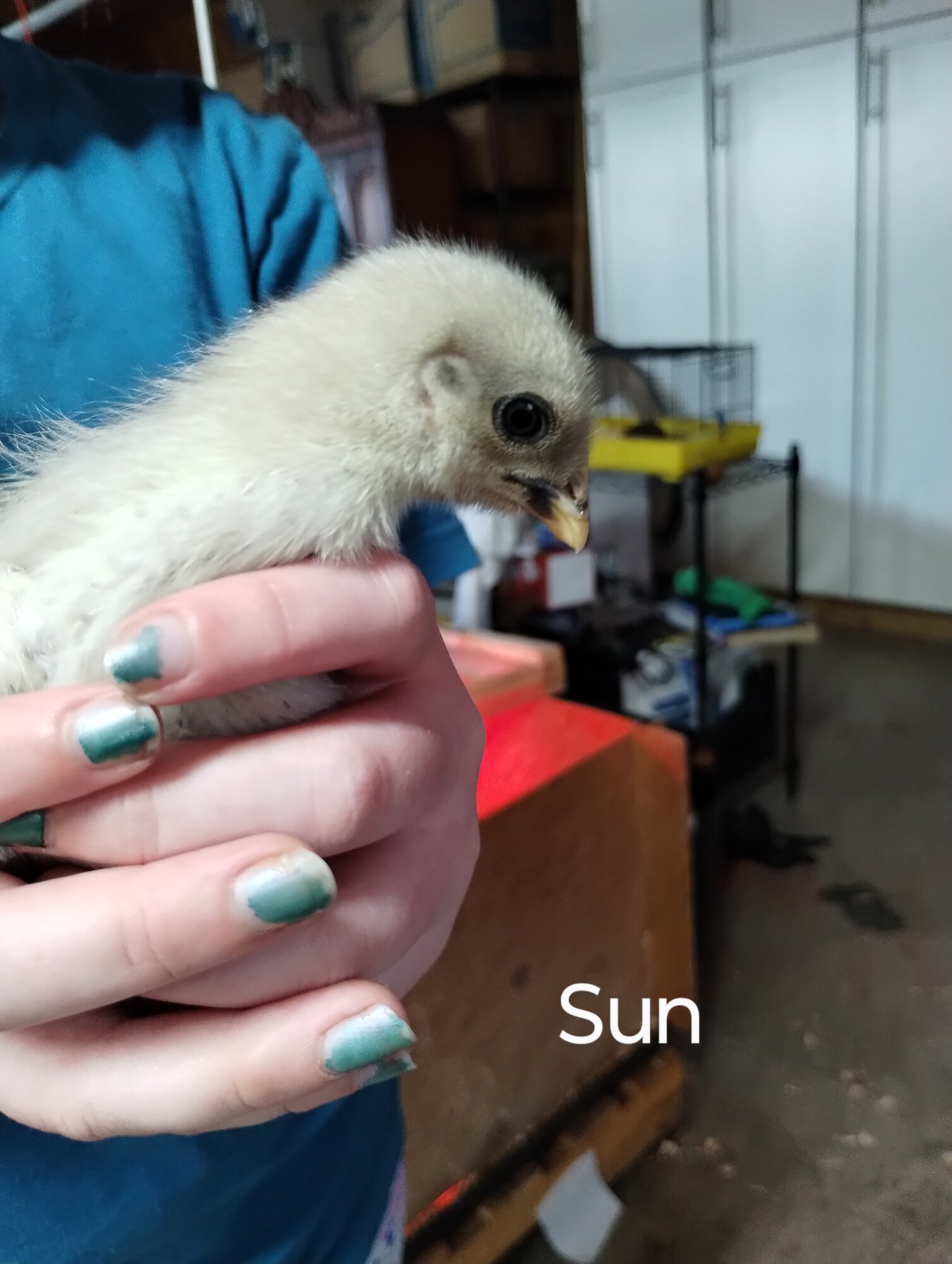 Sun