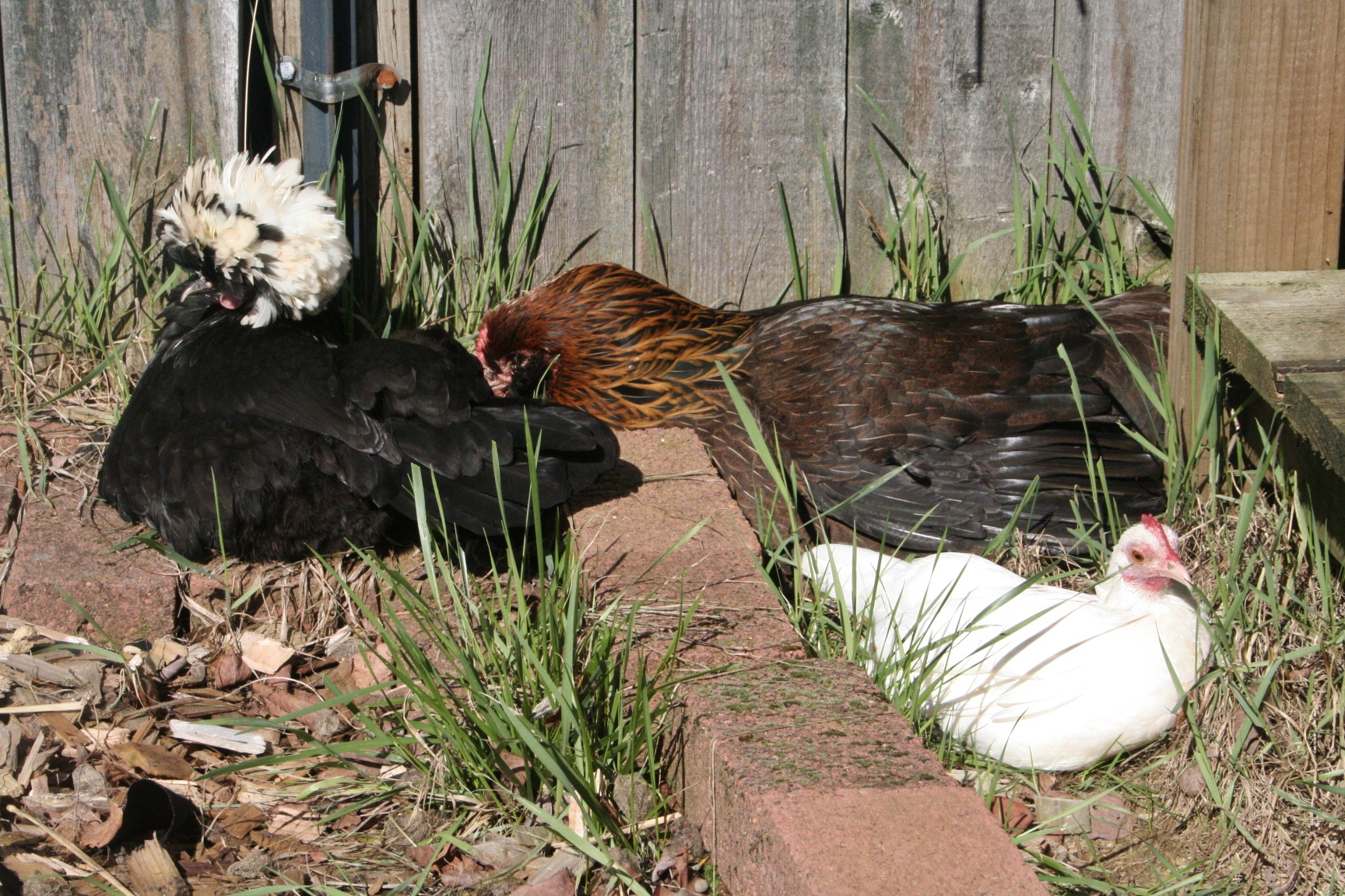 Sunbathing beauties.