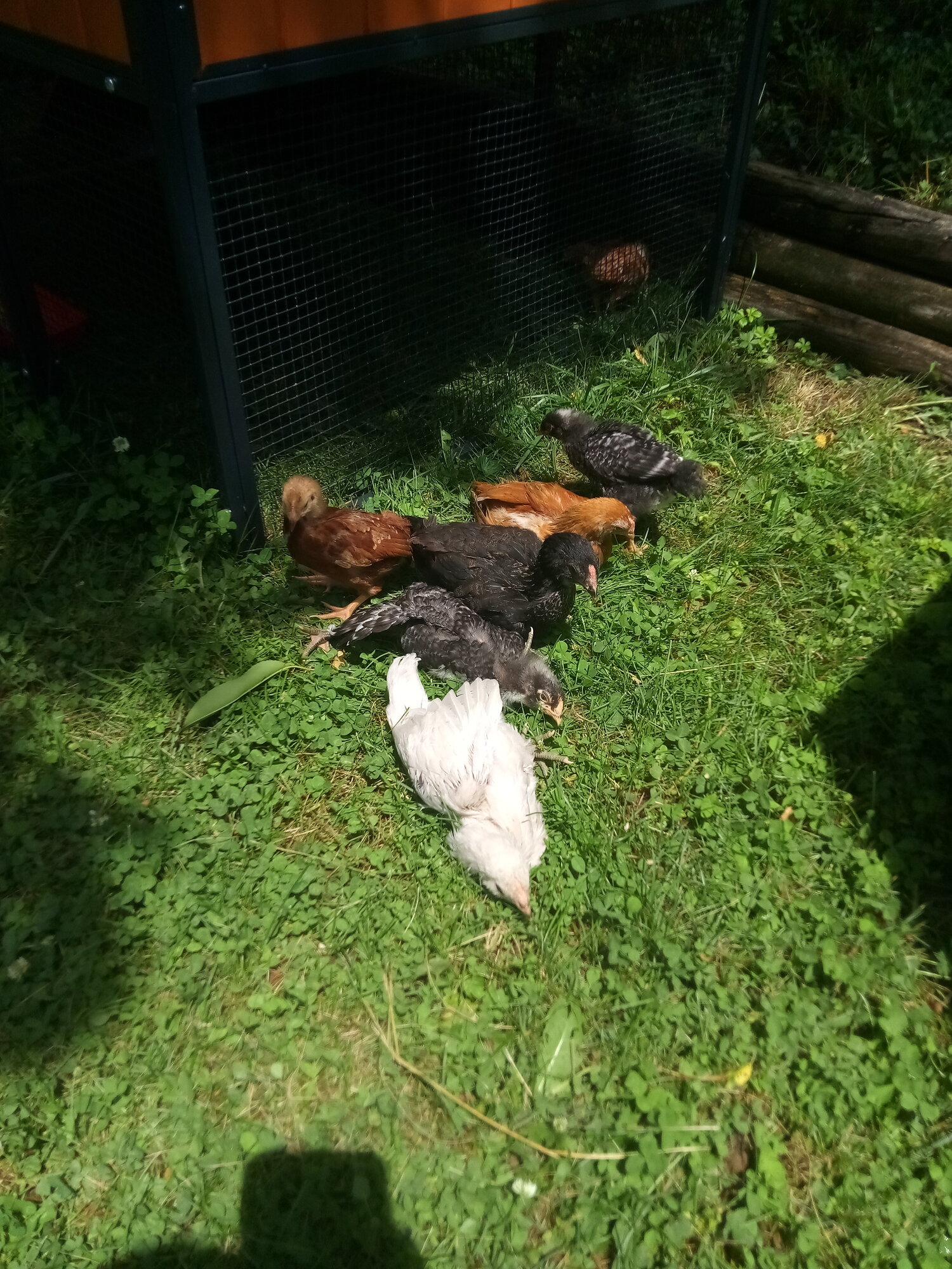 Sunbathing chickies