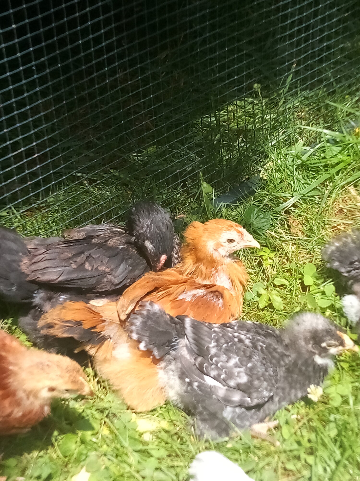 Sunbathing chickies