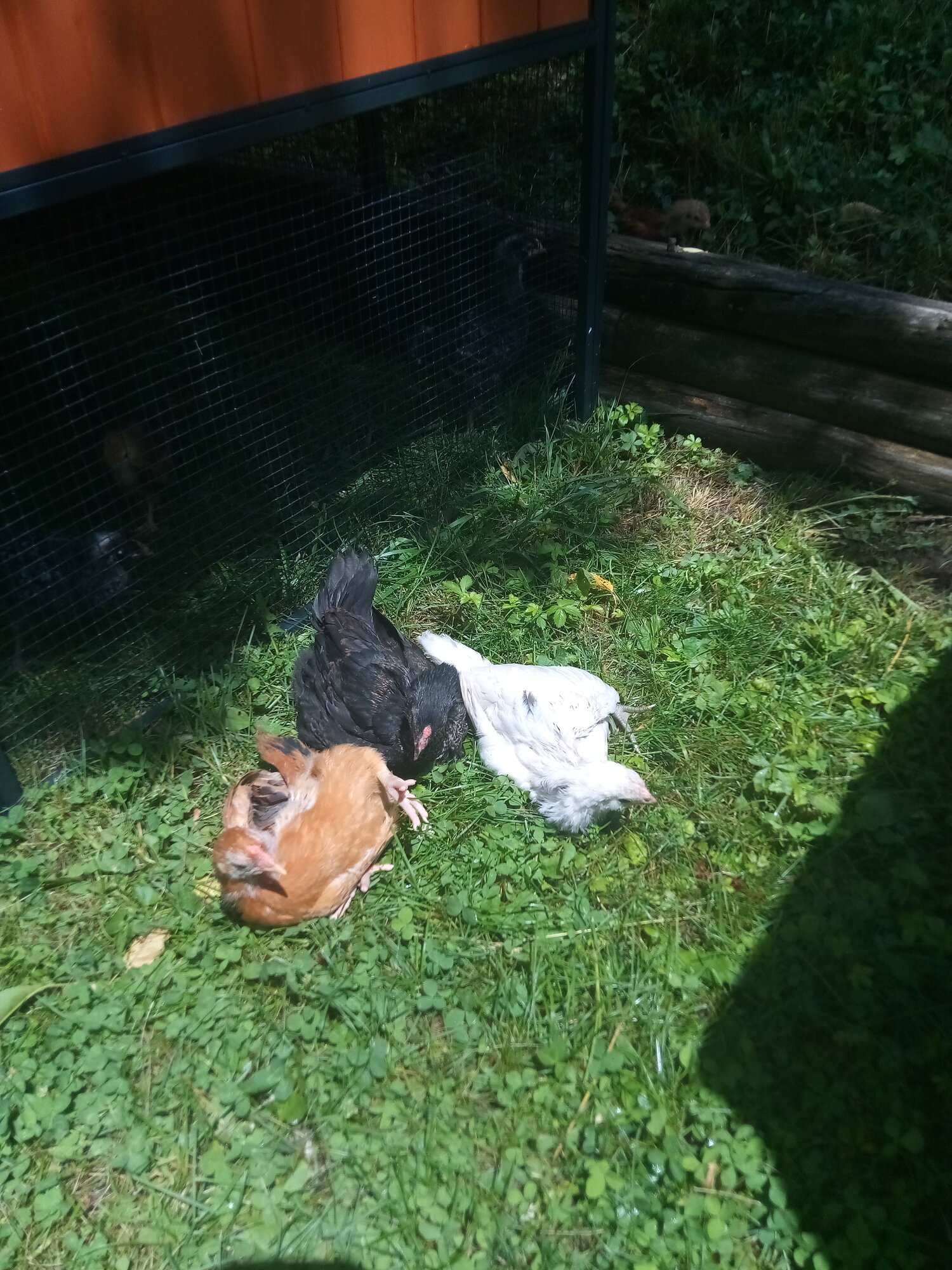 Sunbathing chickies