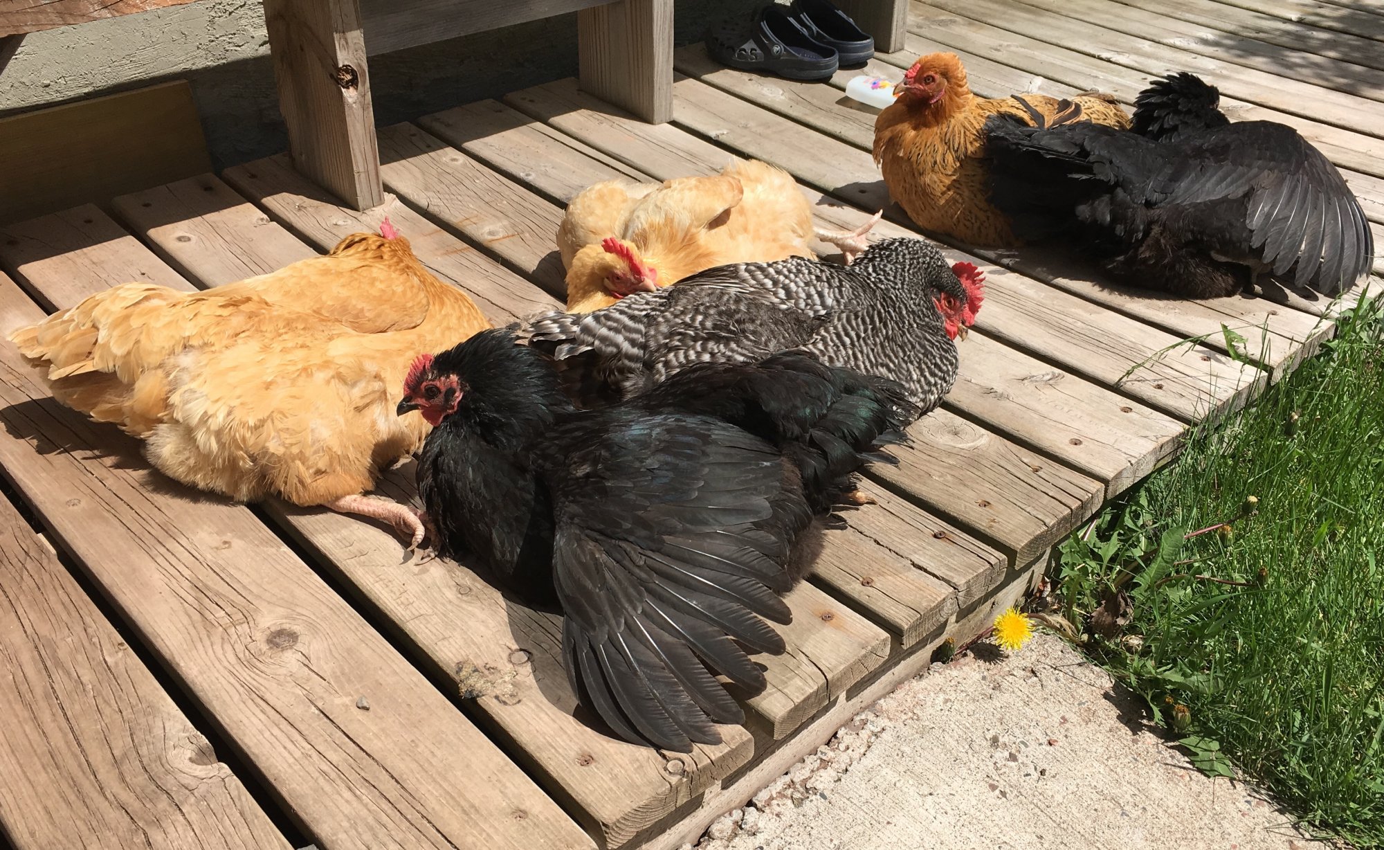 Sunbathing Hens