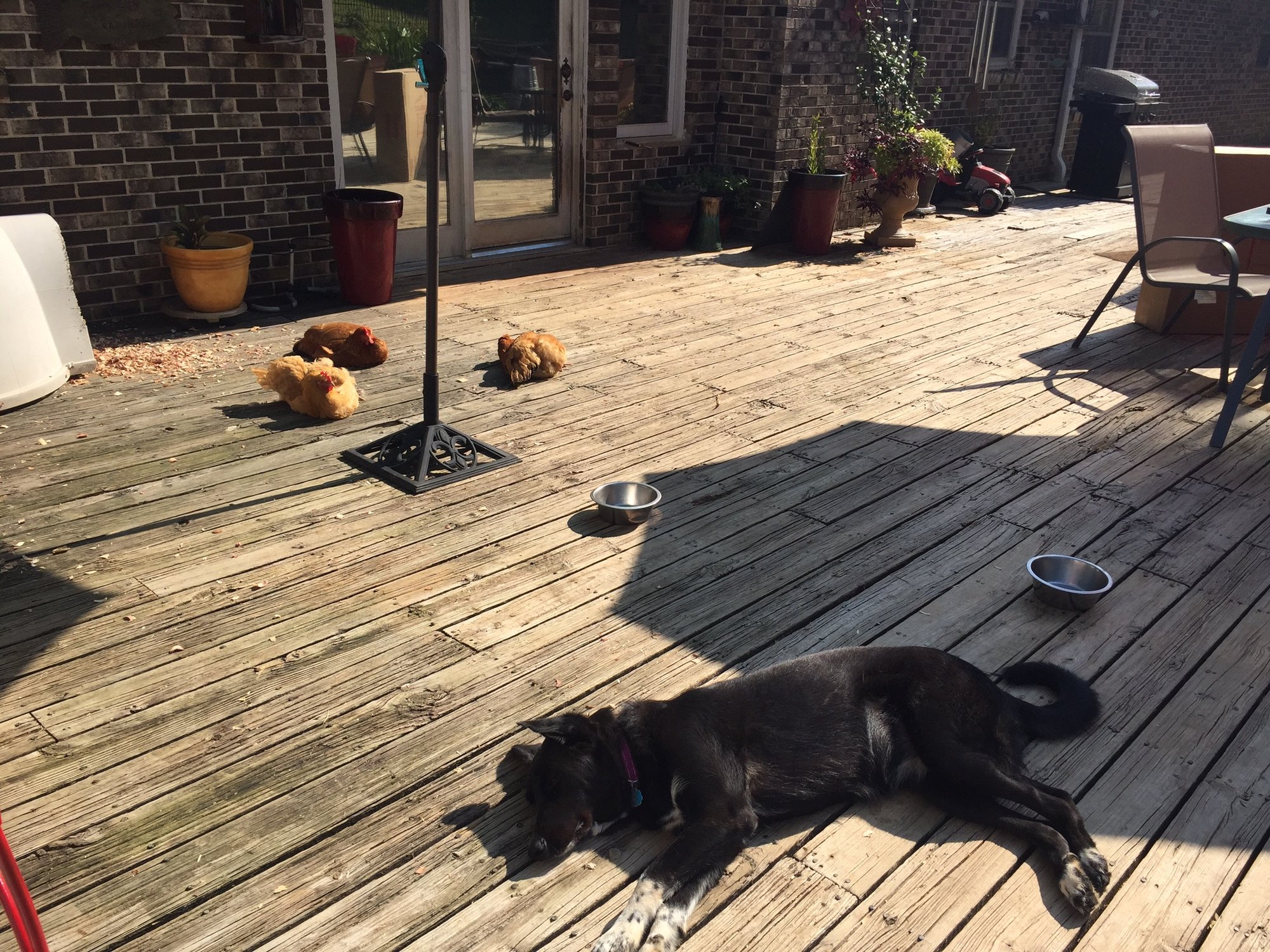 Sunbathing with their guard