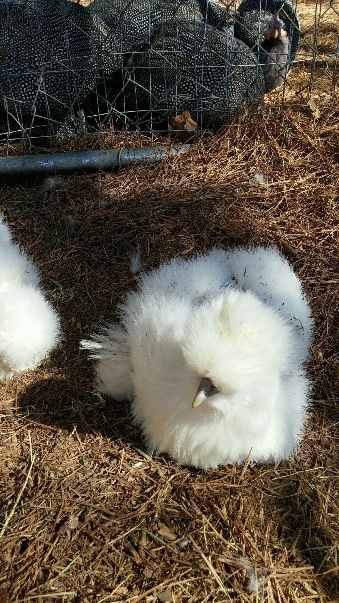 Sunbathing