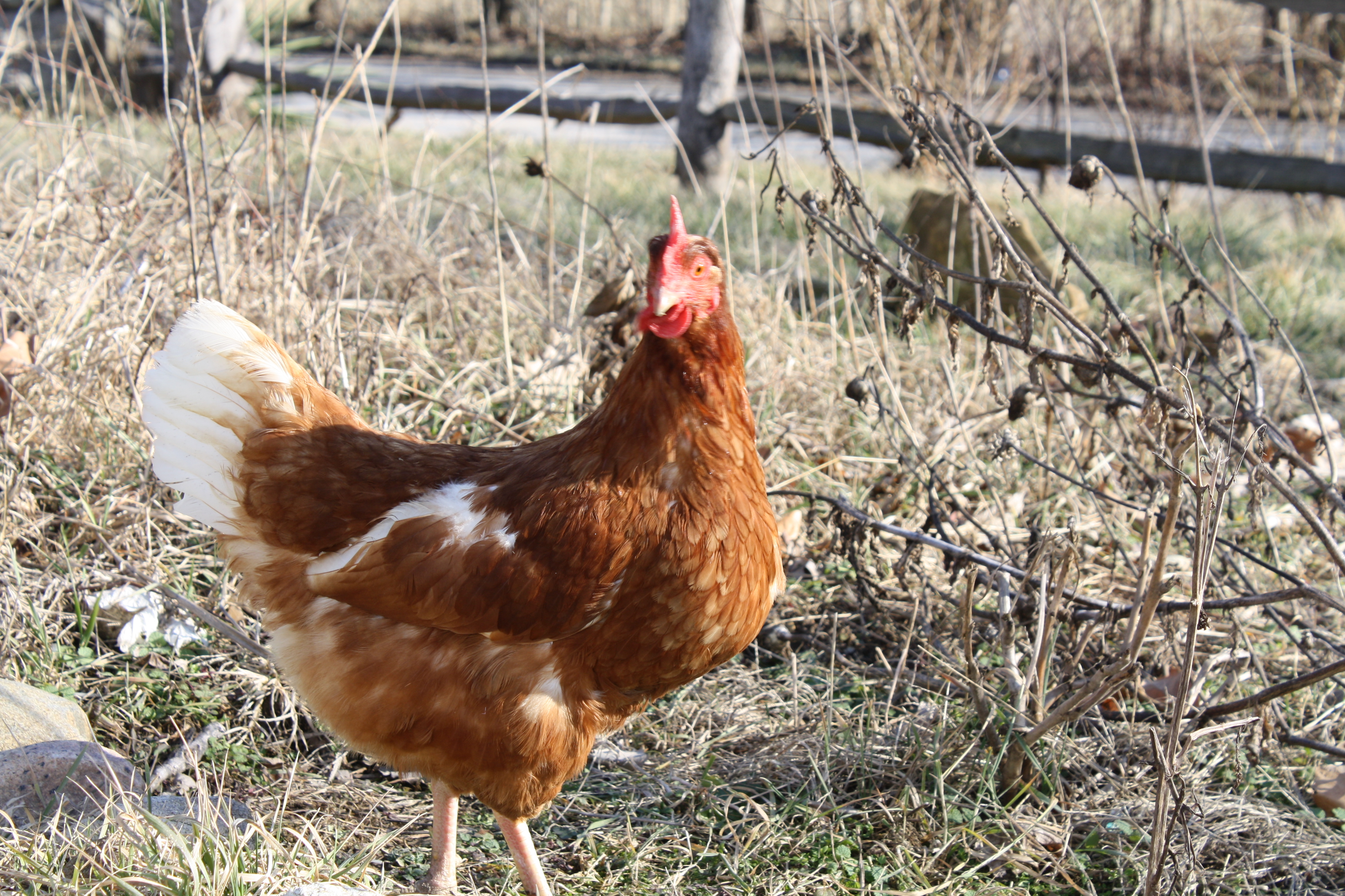 Sundae, my favorite pullet.