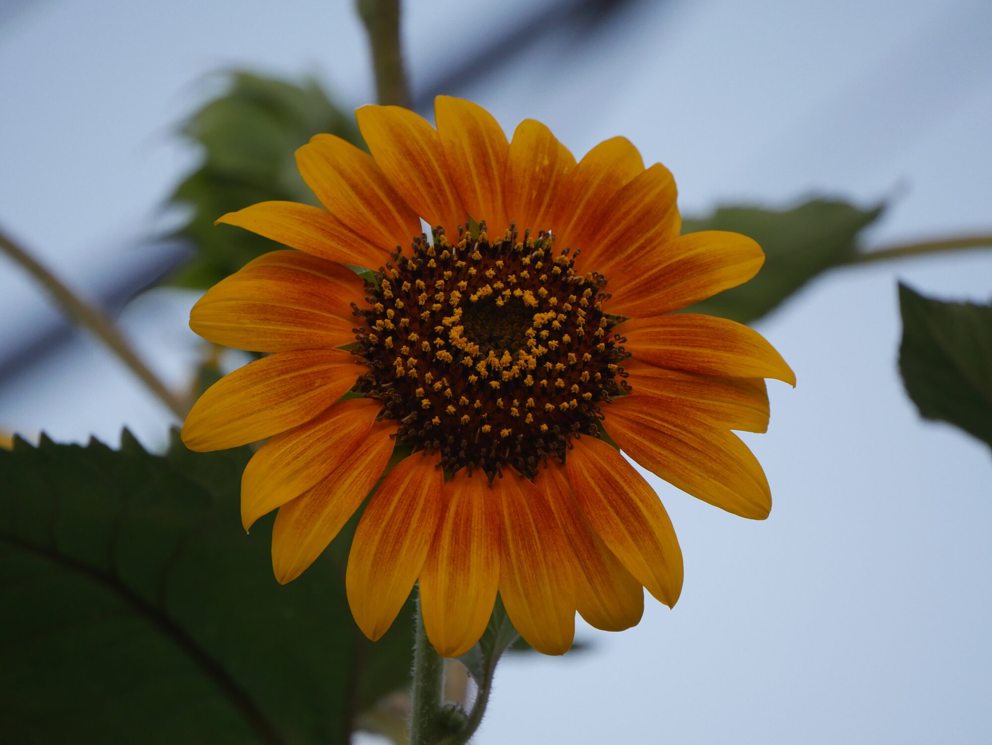 sunflower.JPG