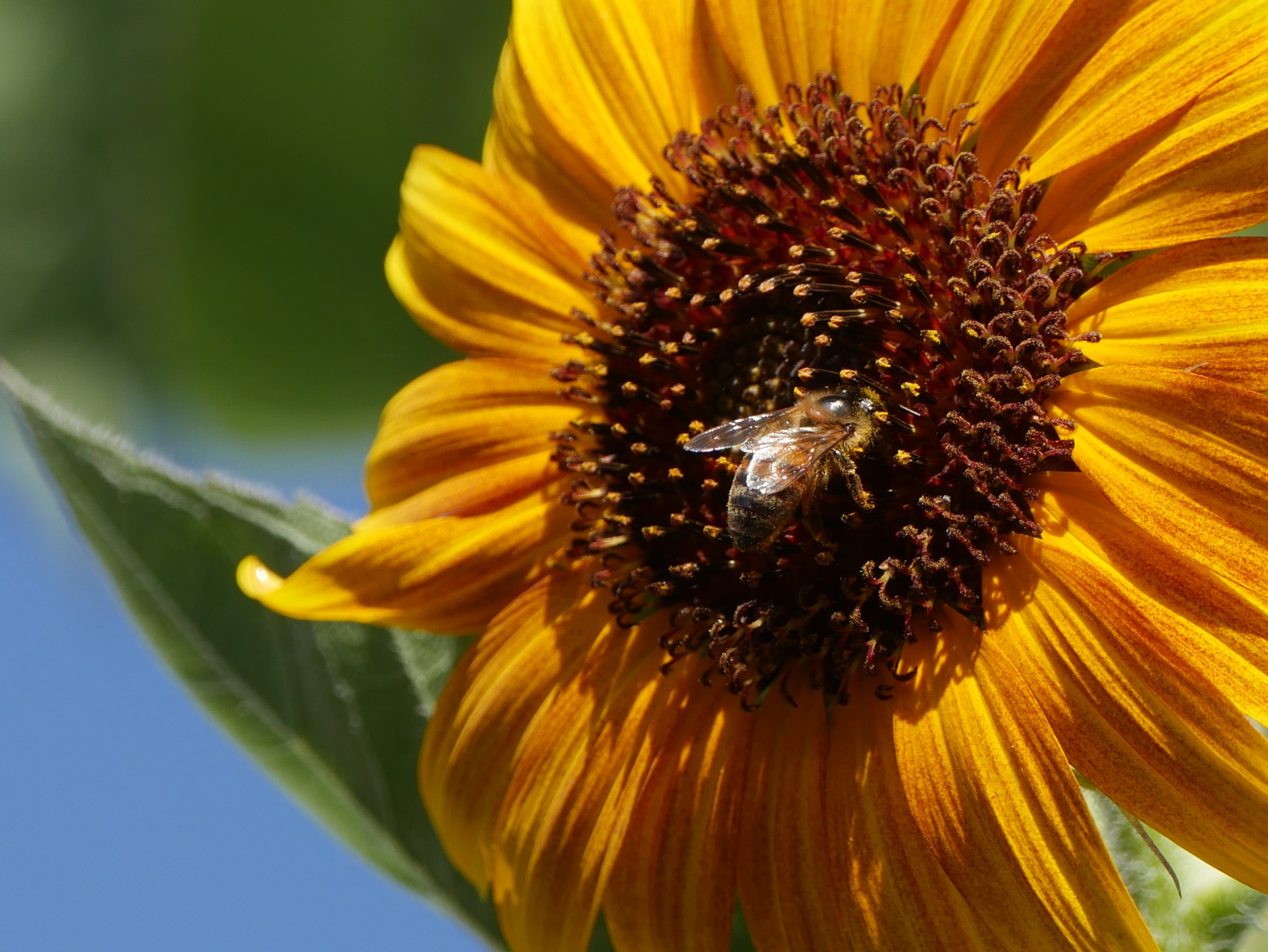 Sunflower