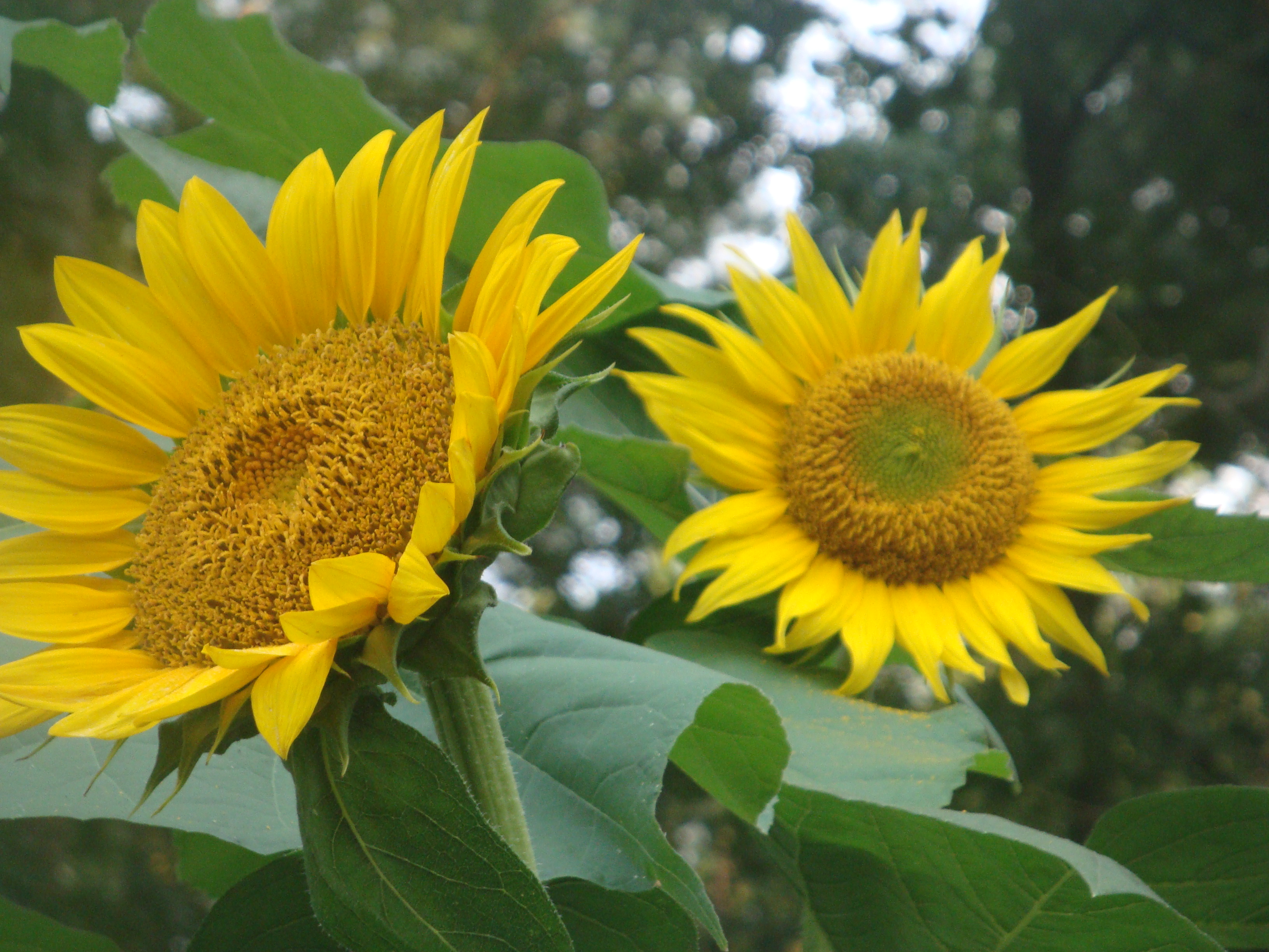 Sunflowers :)