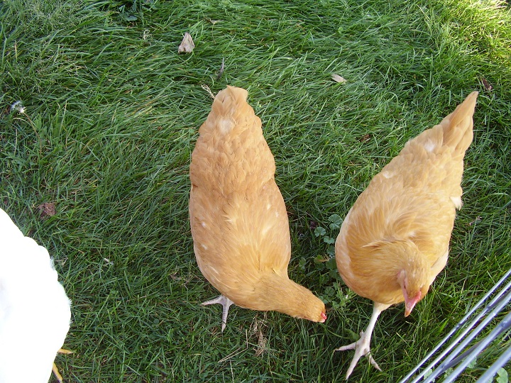 Sunni and Daffodil - (Buff Orpingtons)