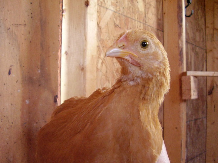 Sunni (Buff Orpington) 8 weeks