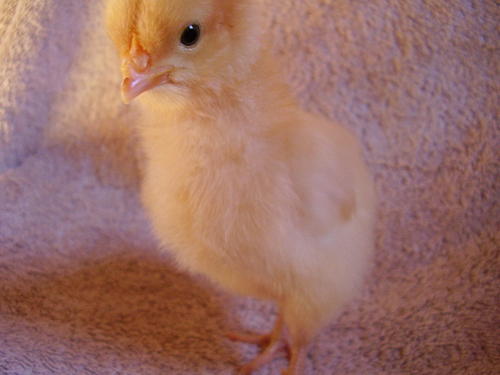 Sunni - (Buff Orpington)