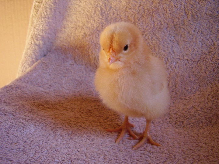 Sunni - (Buff Orpington)