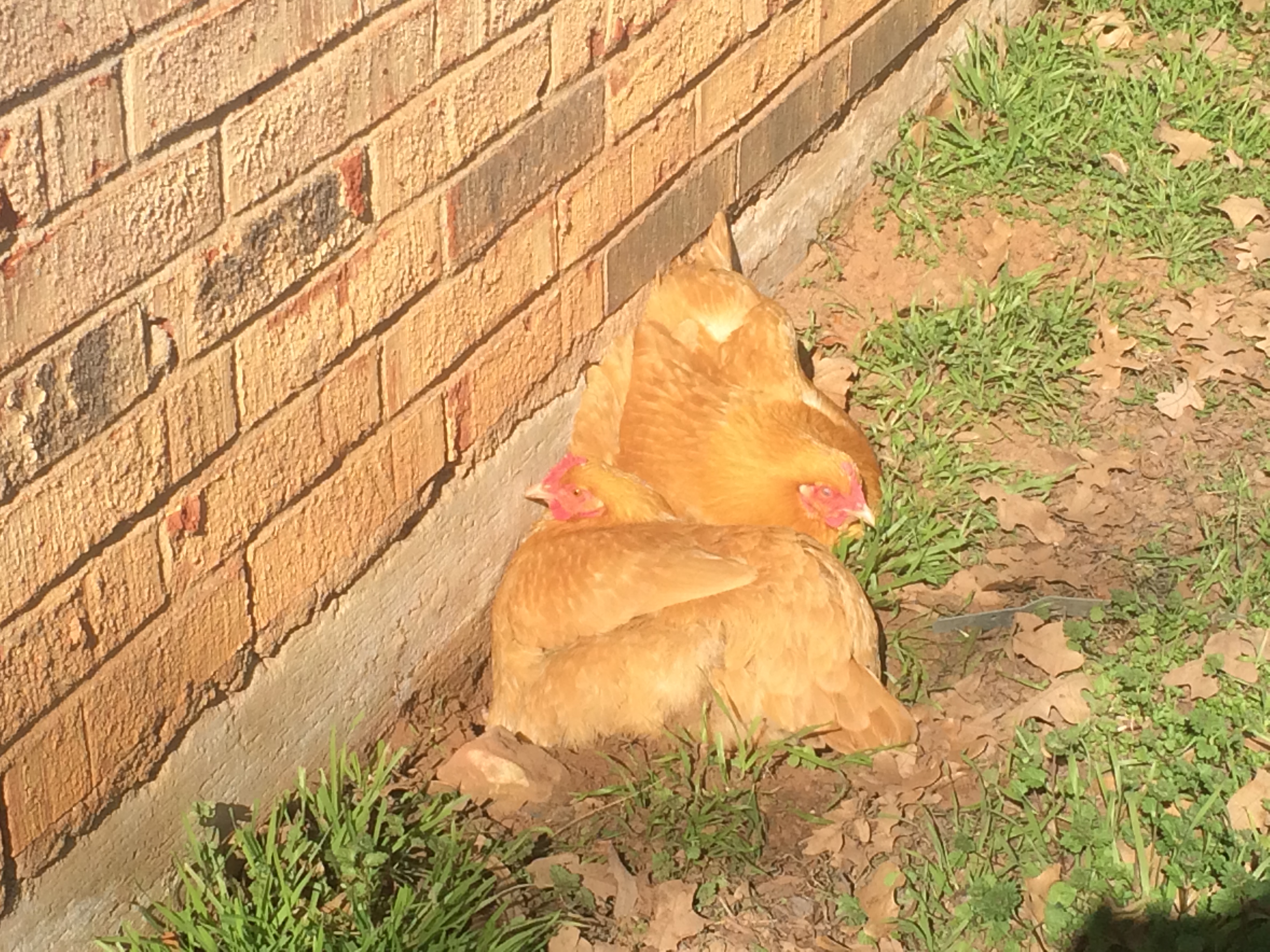 Sunning...