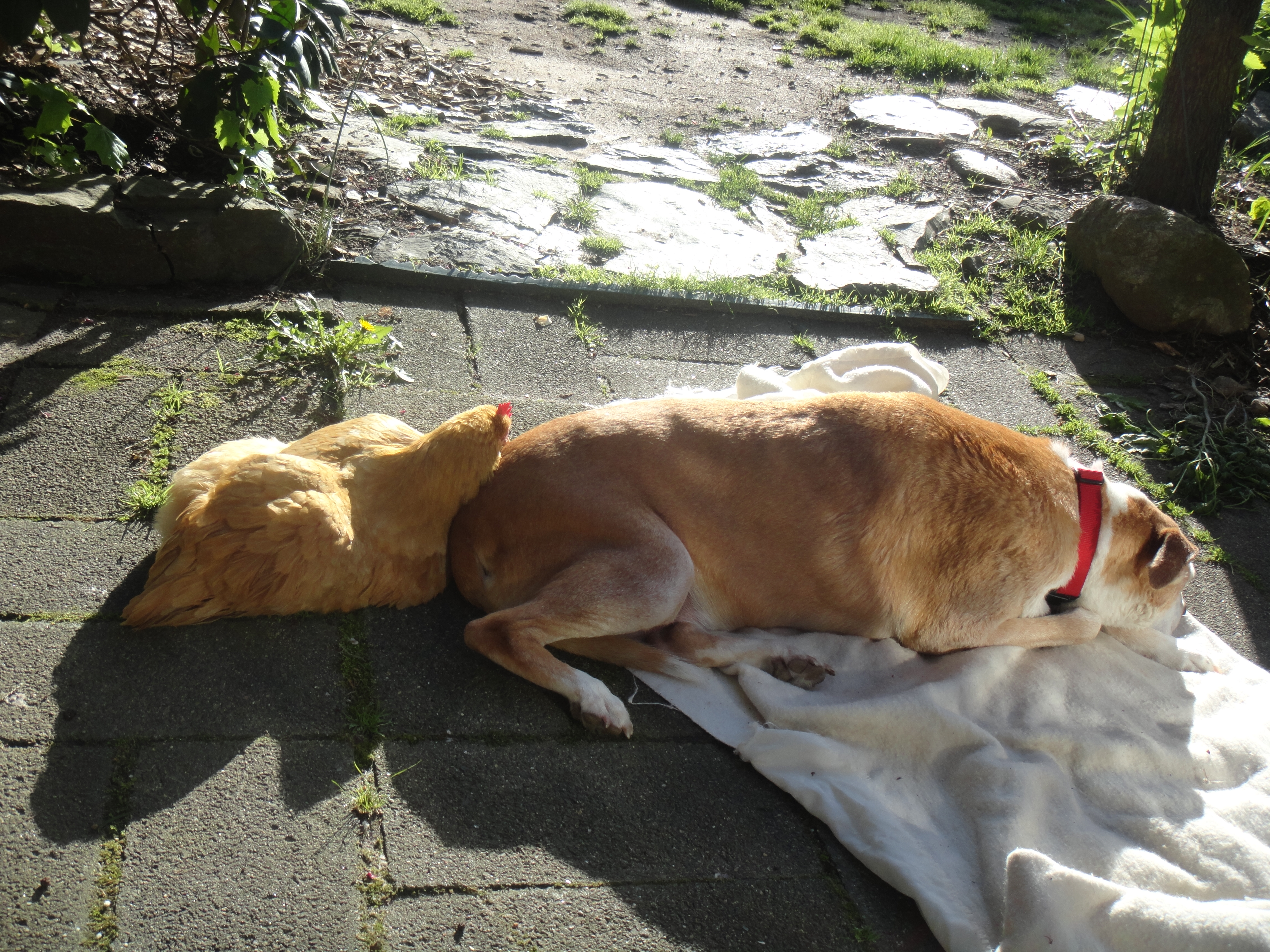 Sunny and Alex relaxing on the patio = I guess she liked the fact that he just had a bath.