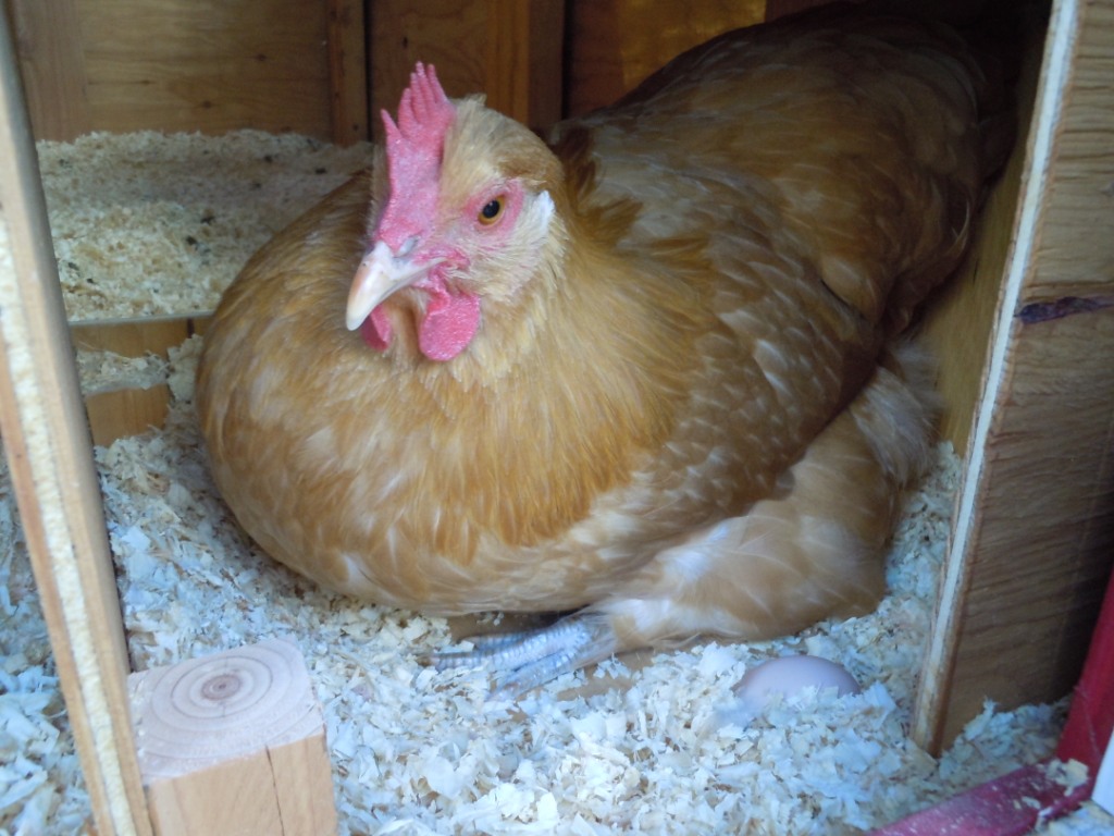 Sunny and our first egg!  21 weeks.