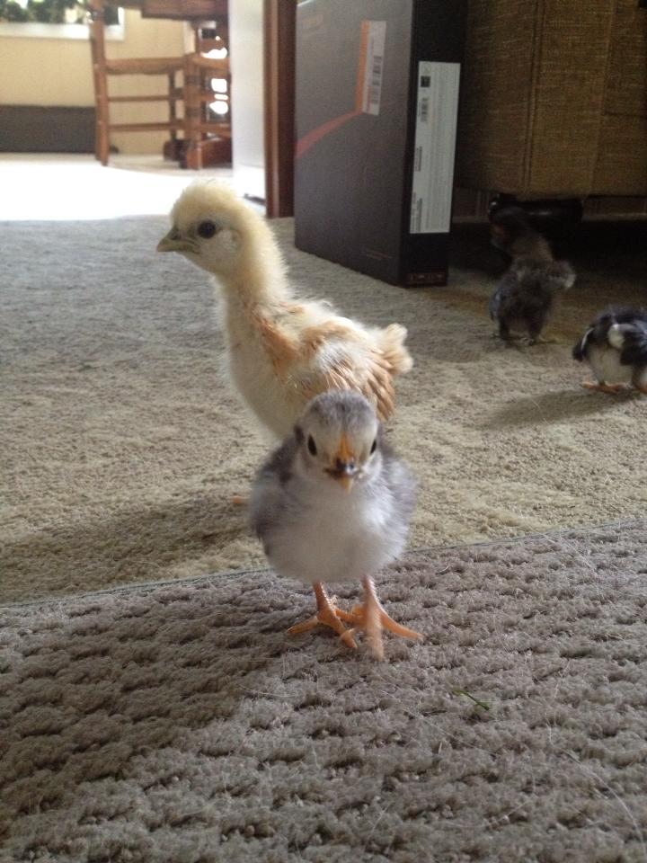 Sunny and Pebbles exploring