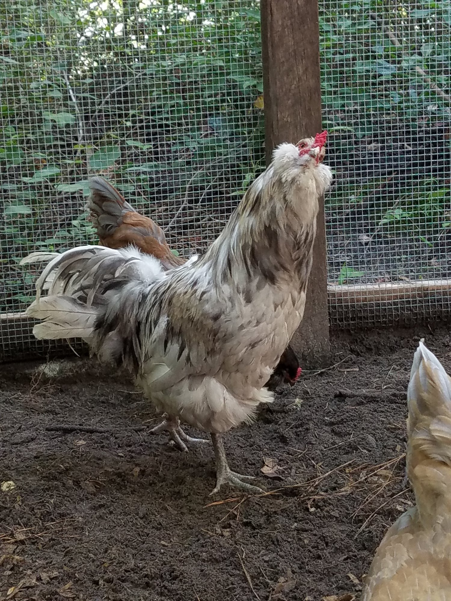 Sunny "Bubba" Junebug Johnson