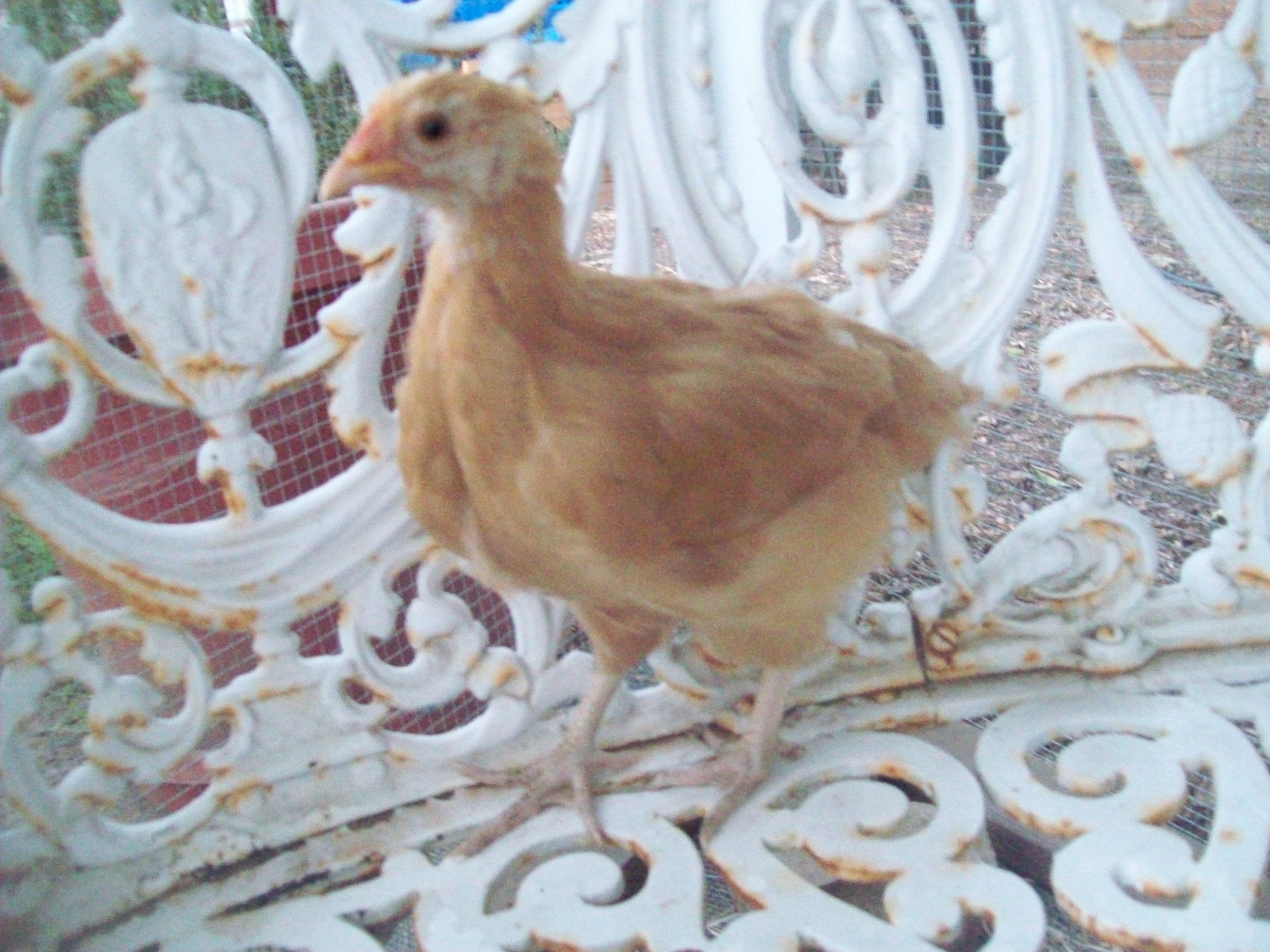 Sunny, Buff Orpington Pullet on The bench in the chicken coop.