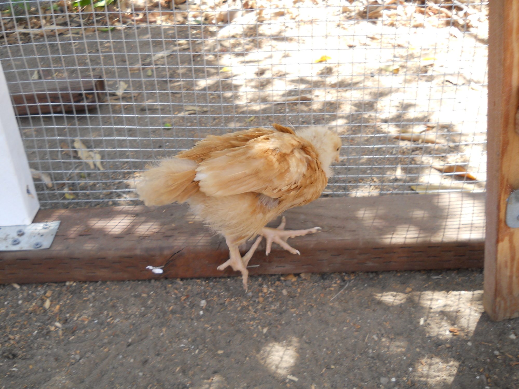 Sunny, Buff Orpington Pullet