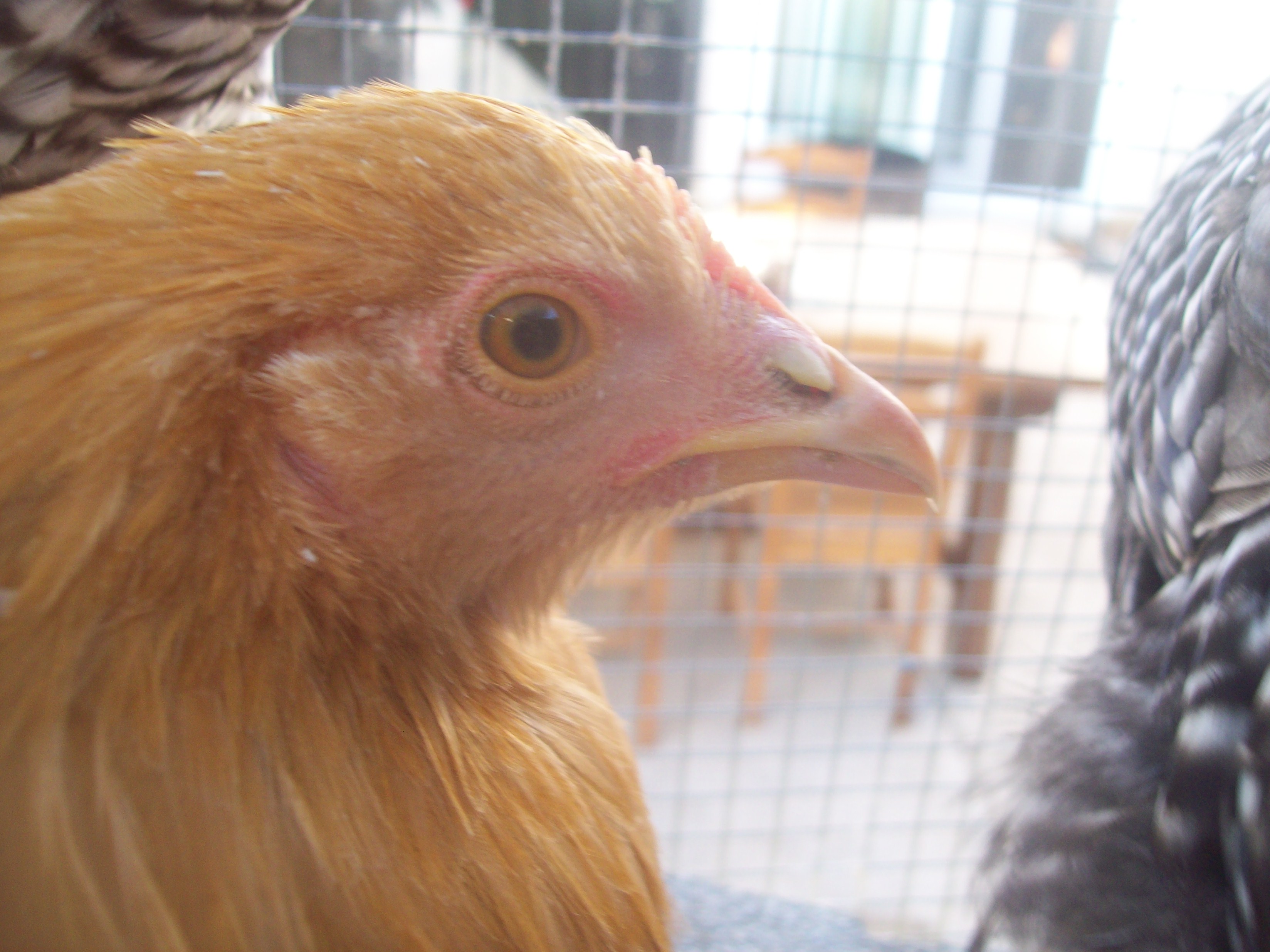 Sunny, Buff Orpington pullet