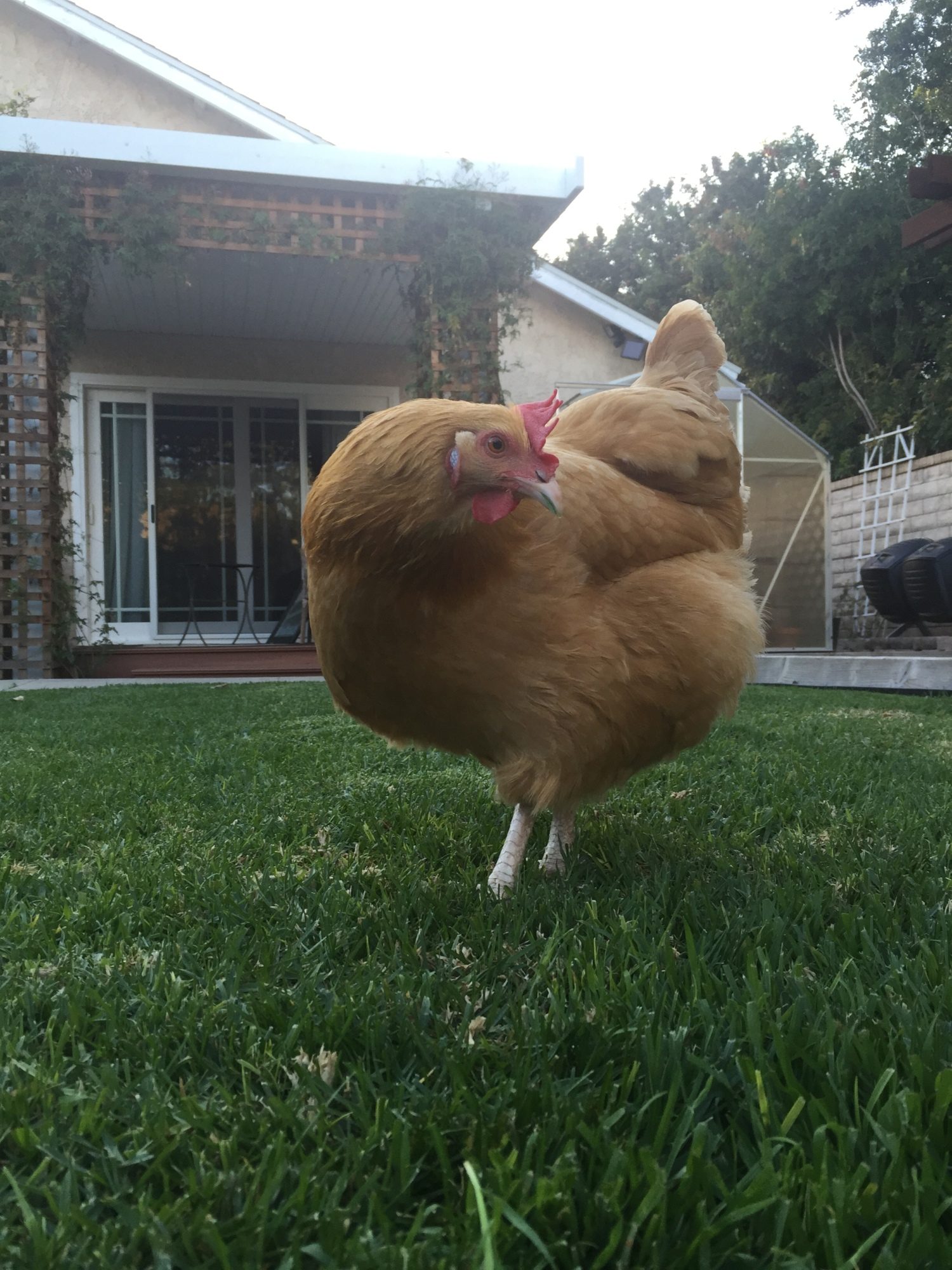 Sunny (Buff Orpington)