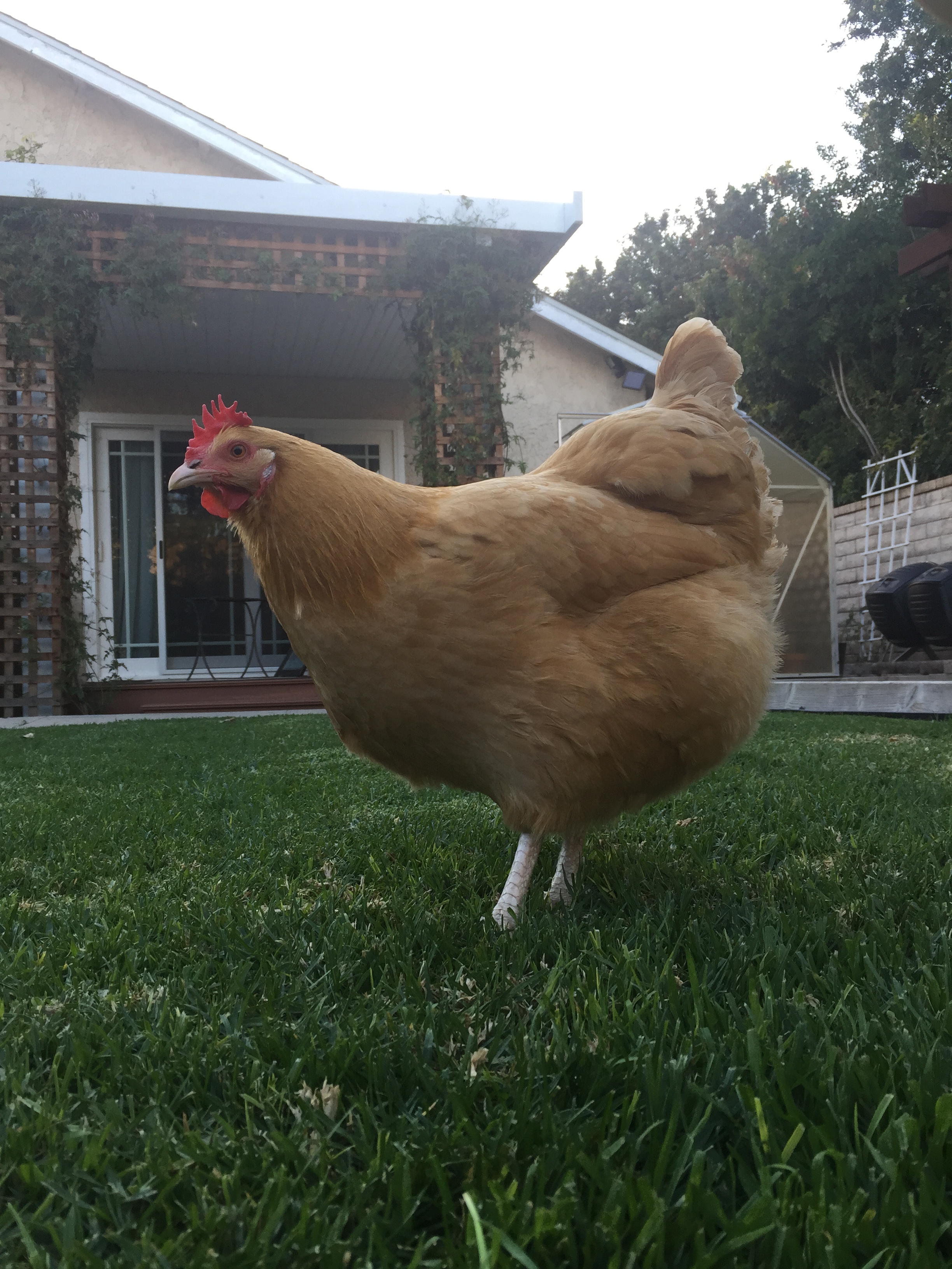 Sunny (Buff Orpington)