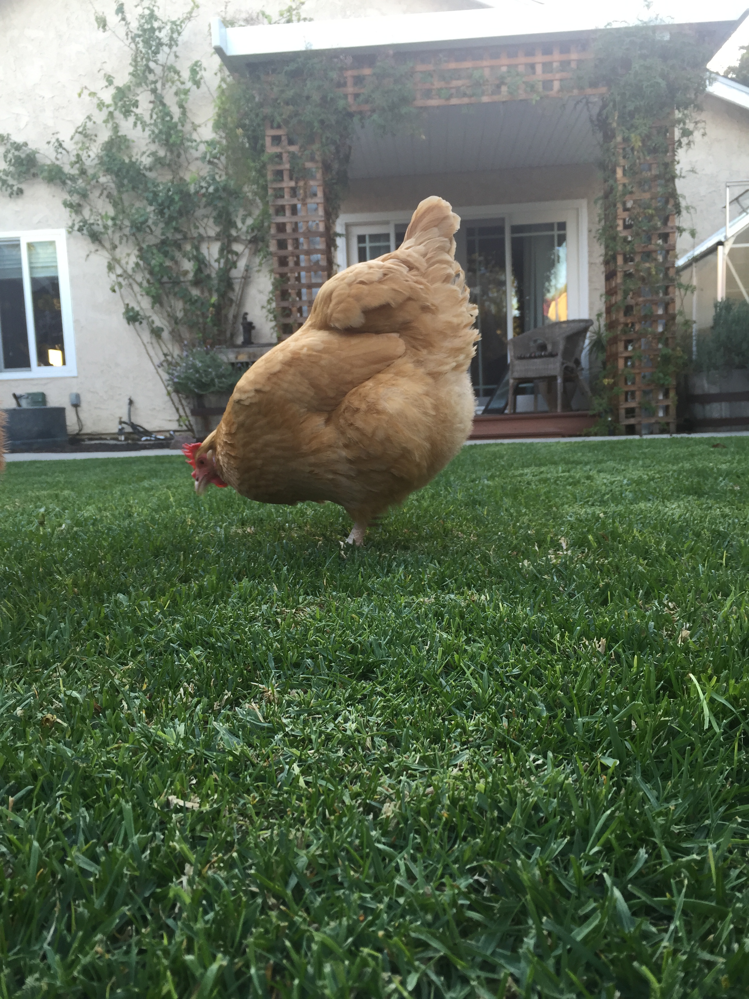 Sunny (Buff Orpington)