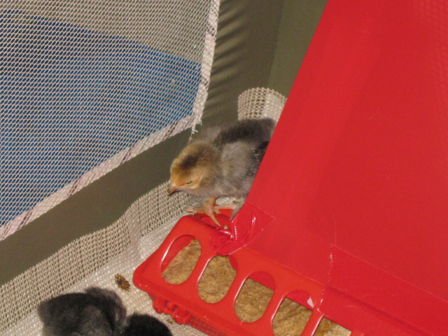 Sunny coming out from hiding