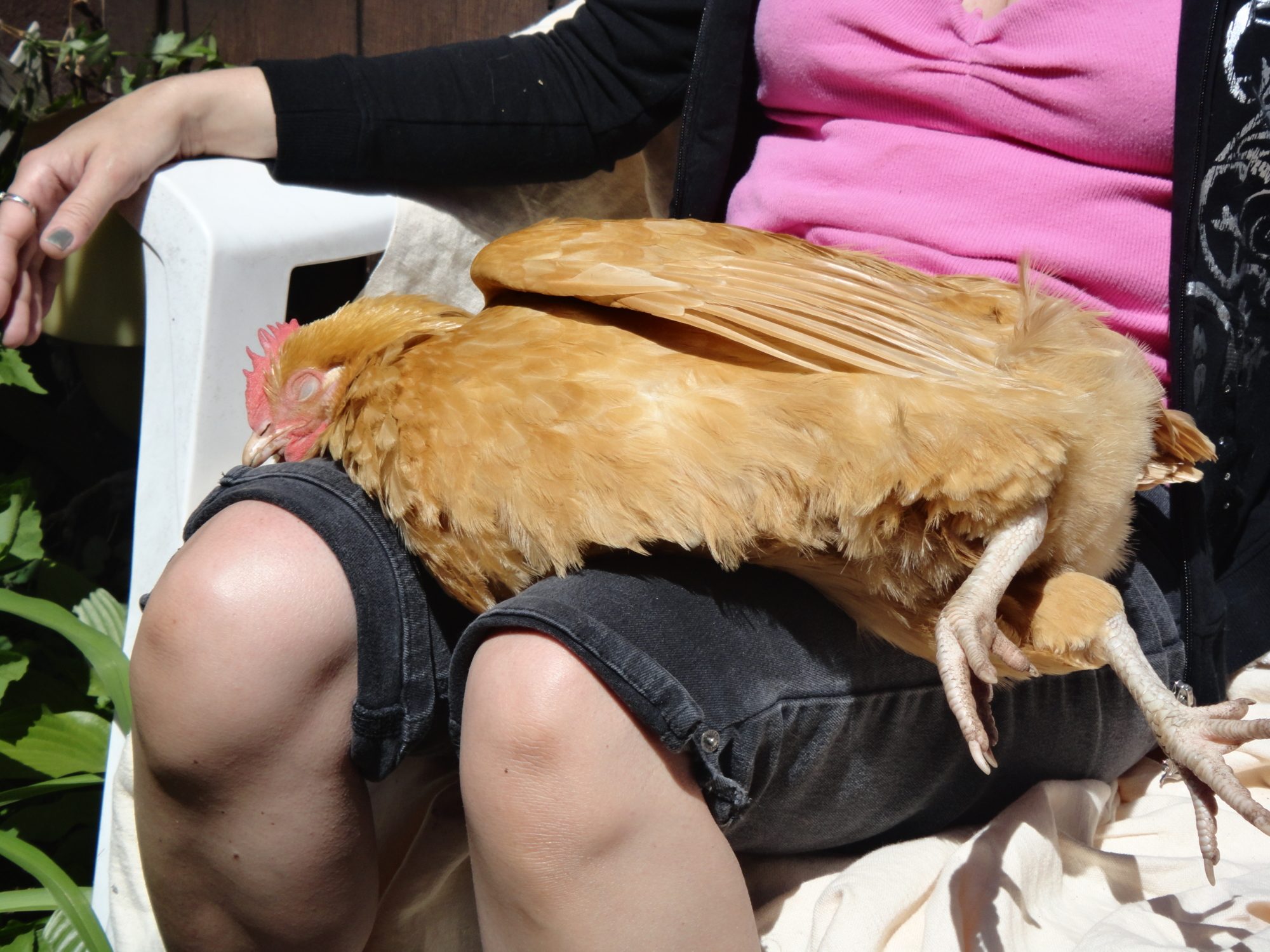 Sunny doing what she does best - sunbathing - but in my lap!
