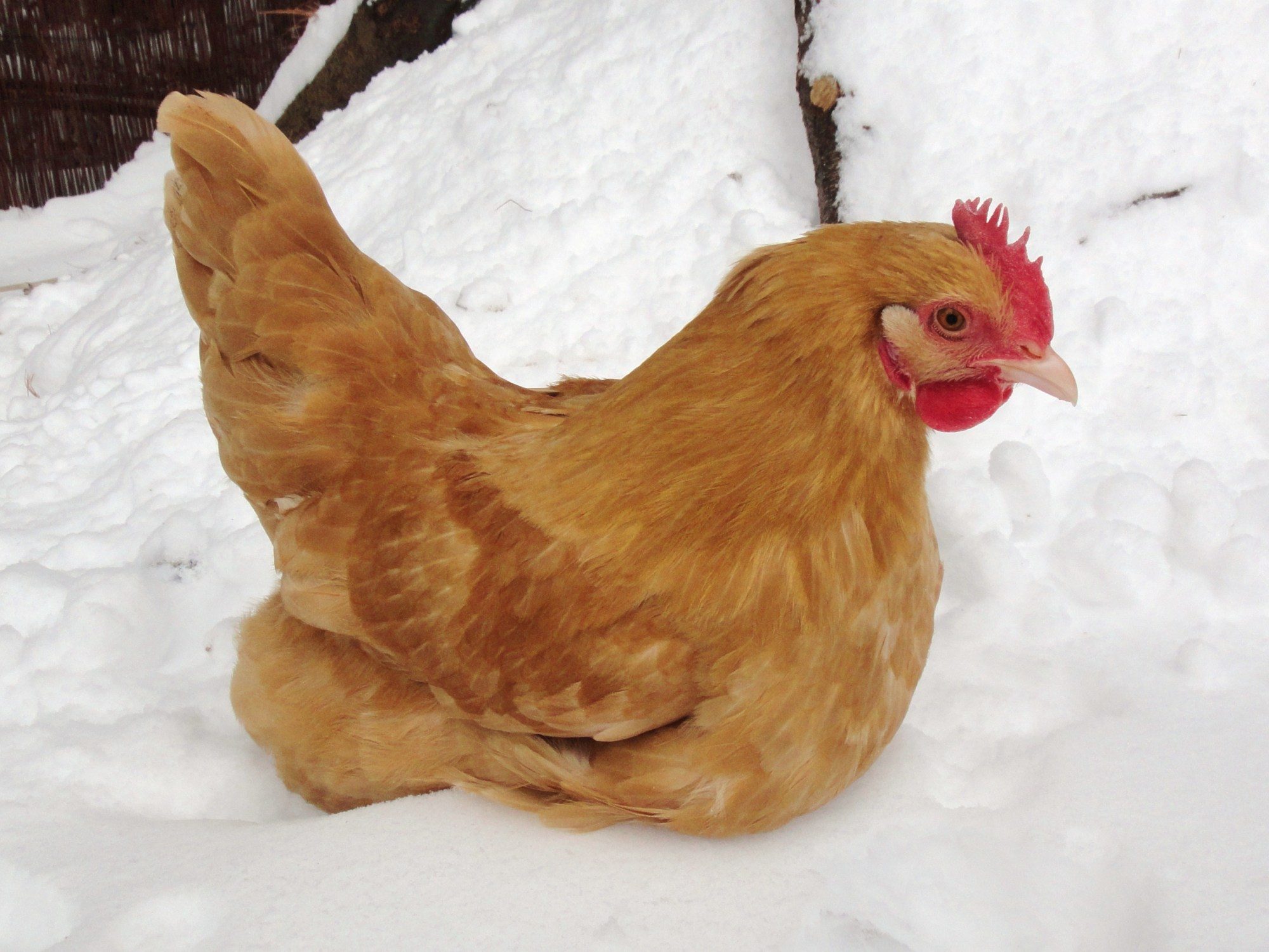 Sunny exploring snow!