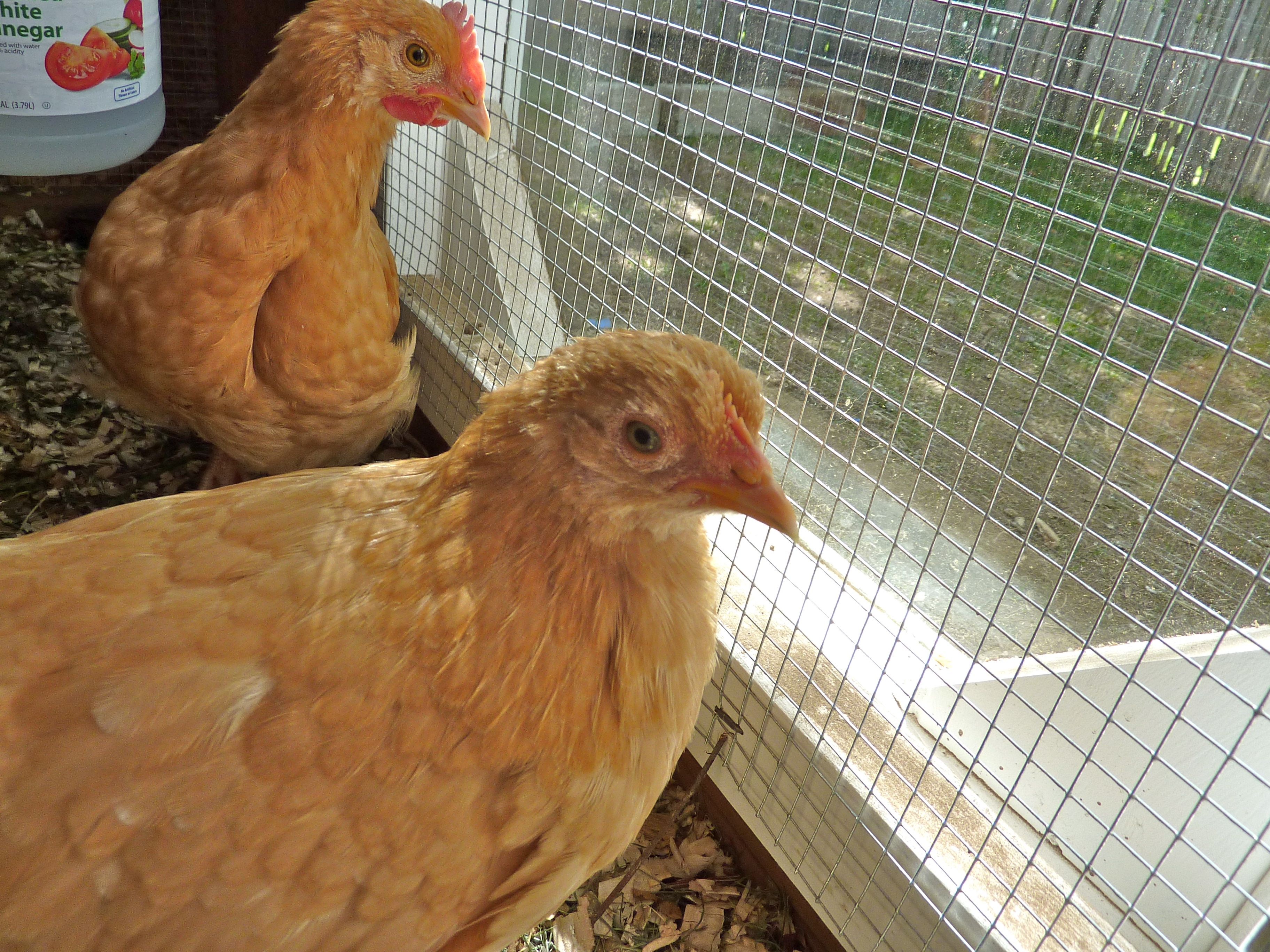 Sunny (in back) and Delta 7 1/2 weeks