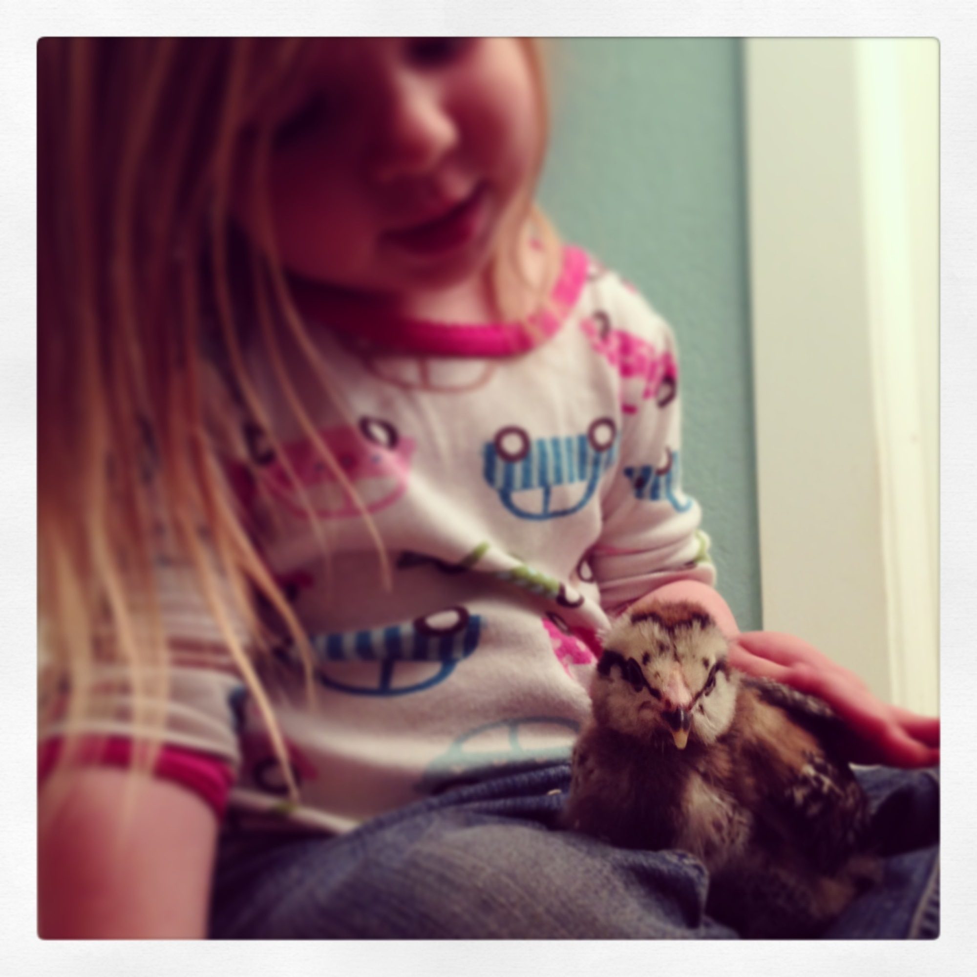 Sunny Jim - Easter Egger