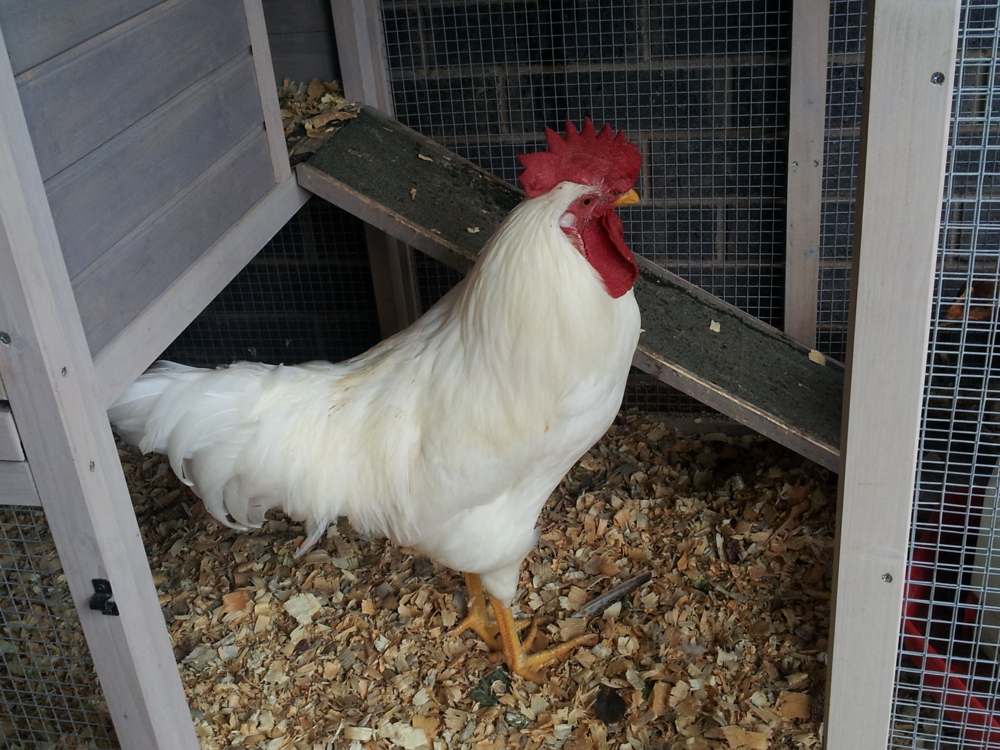 Sunny (Leghorn)