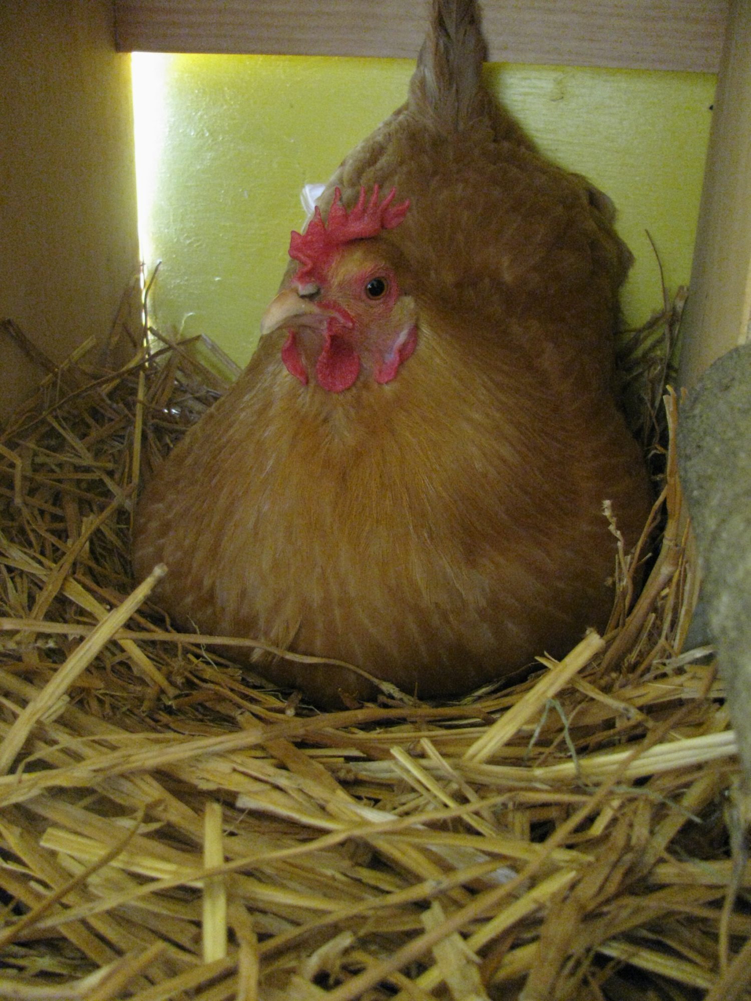 Sunny, Trying to lay an egg while I take her pic!