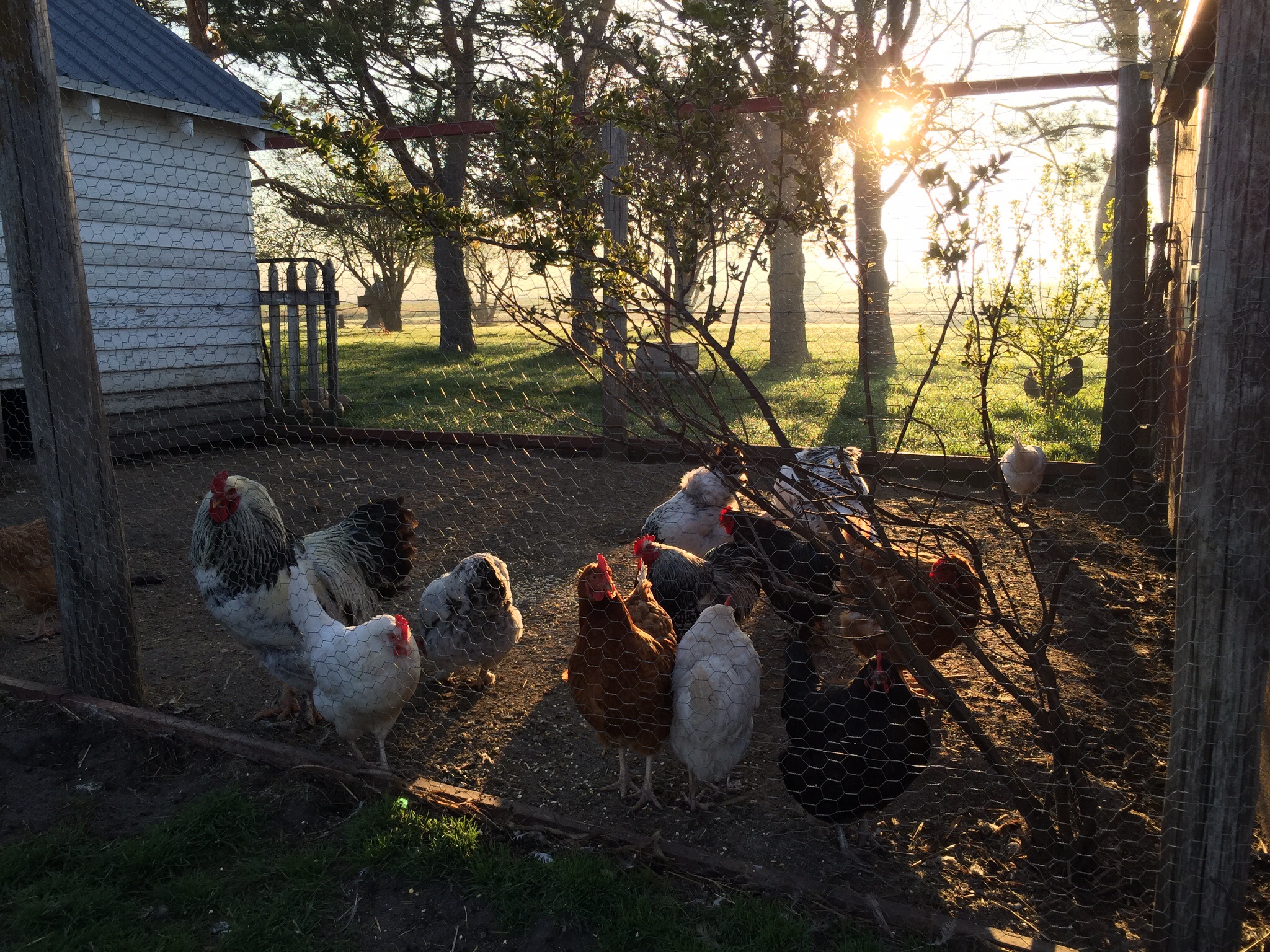 Sunrise... Flock ready to run. Still locked up.