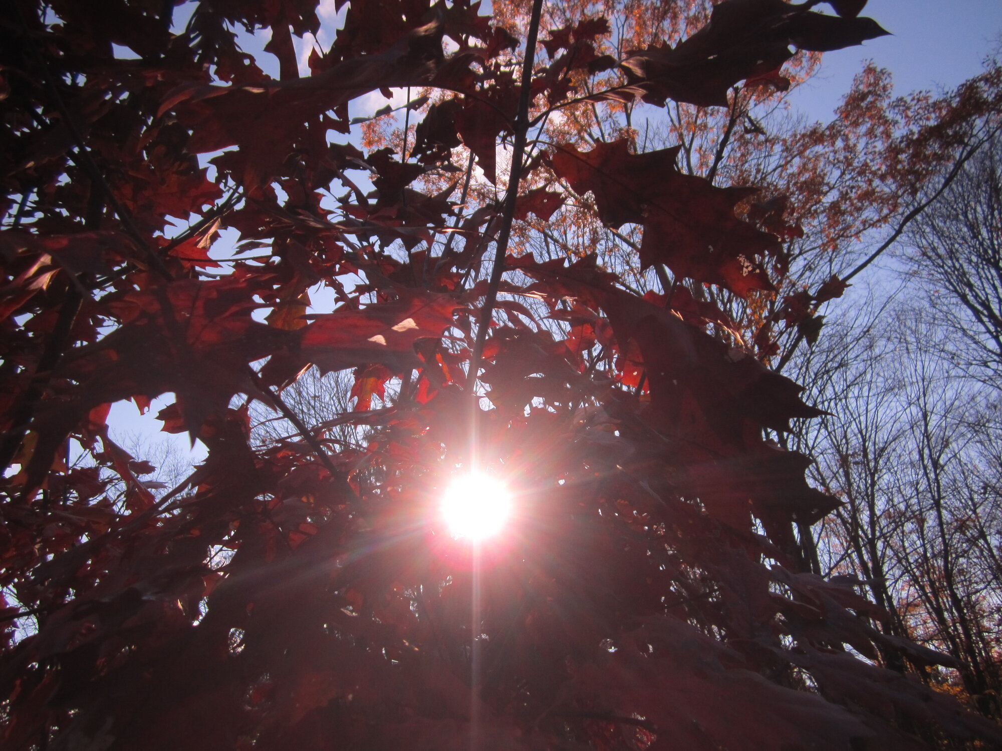 sunrising through red oaks