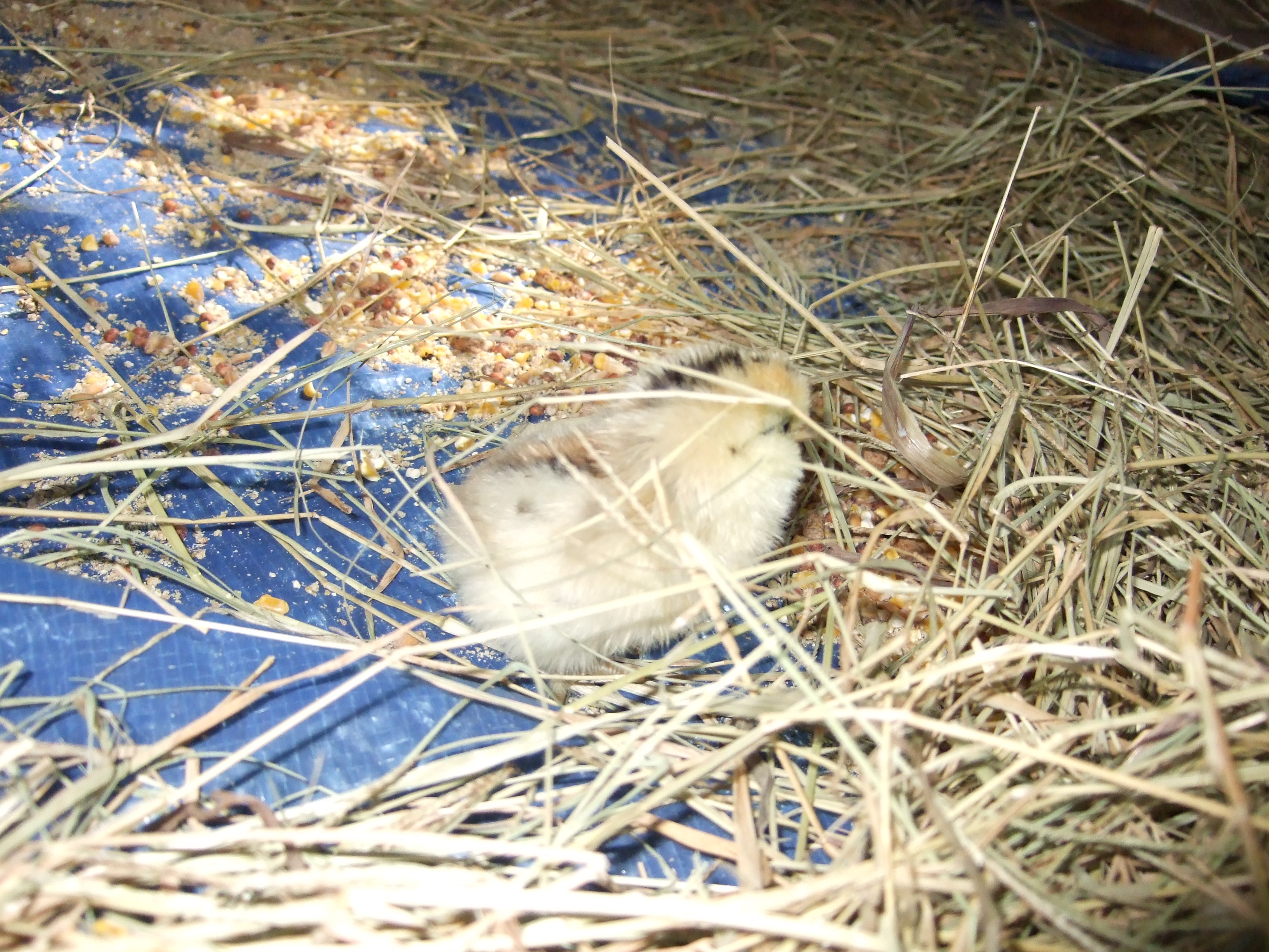 Sunset hiding under the straw